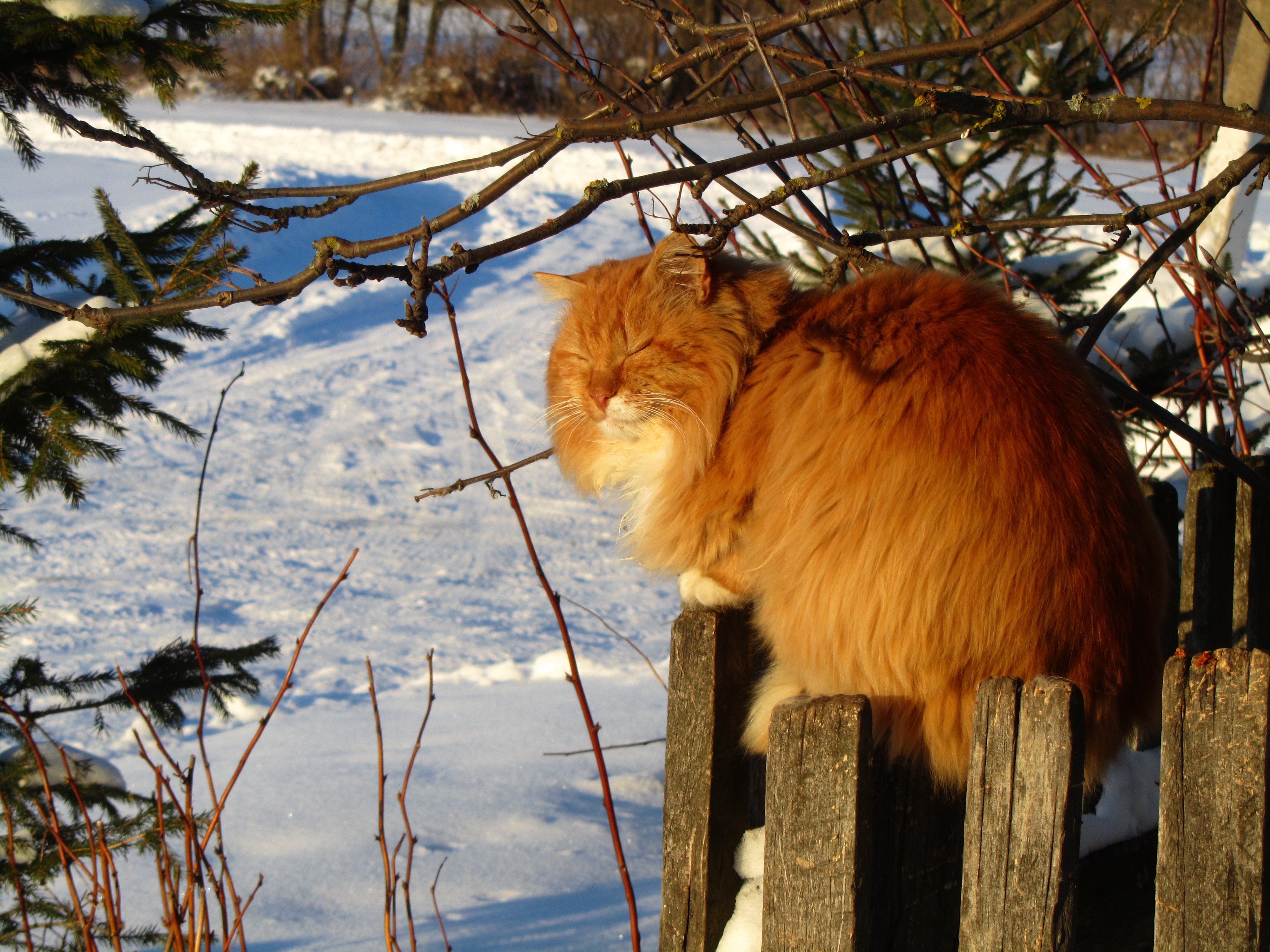 Handy-Wallpaper Tiere, Katze kostenlos herunterladen.