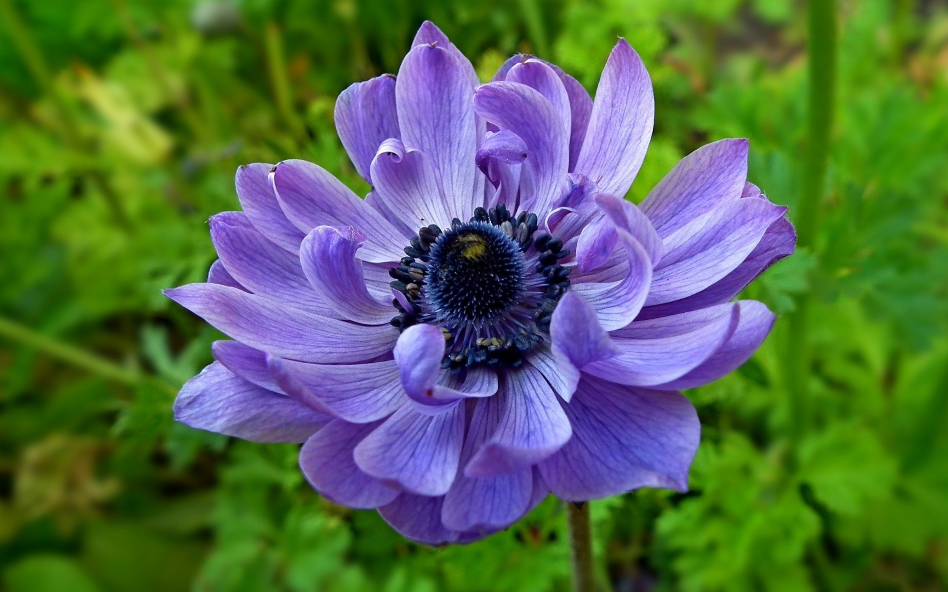 Free download wallpaper Flowers, Flower, Close Up, Earth, Purple Flower on your PC desktop