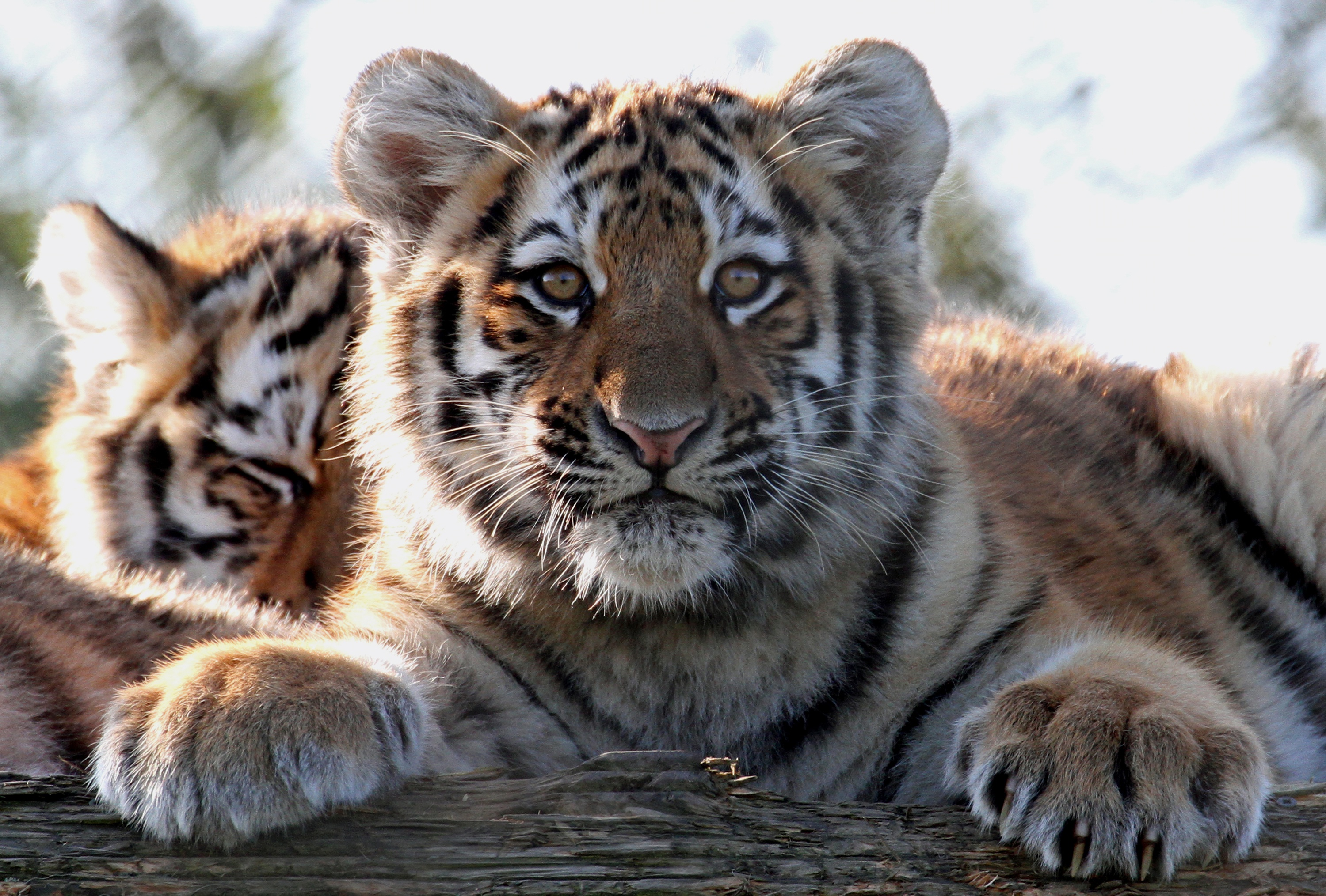 Handy-Wallpaper Tiere, Katzen, Tiger, Tierbaby, Jungtier kostenlos herunterladen.