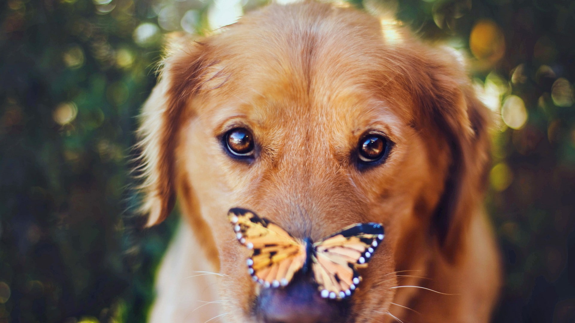 Download mobile wallpaper Golden Retriever, Dogs, Dog, Animal for free.