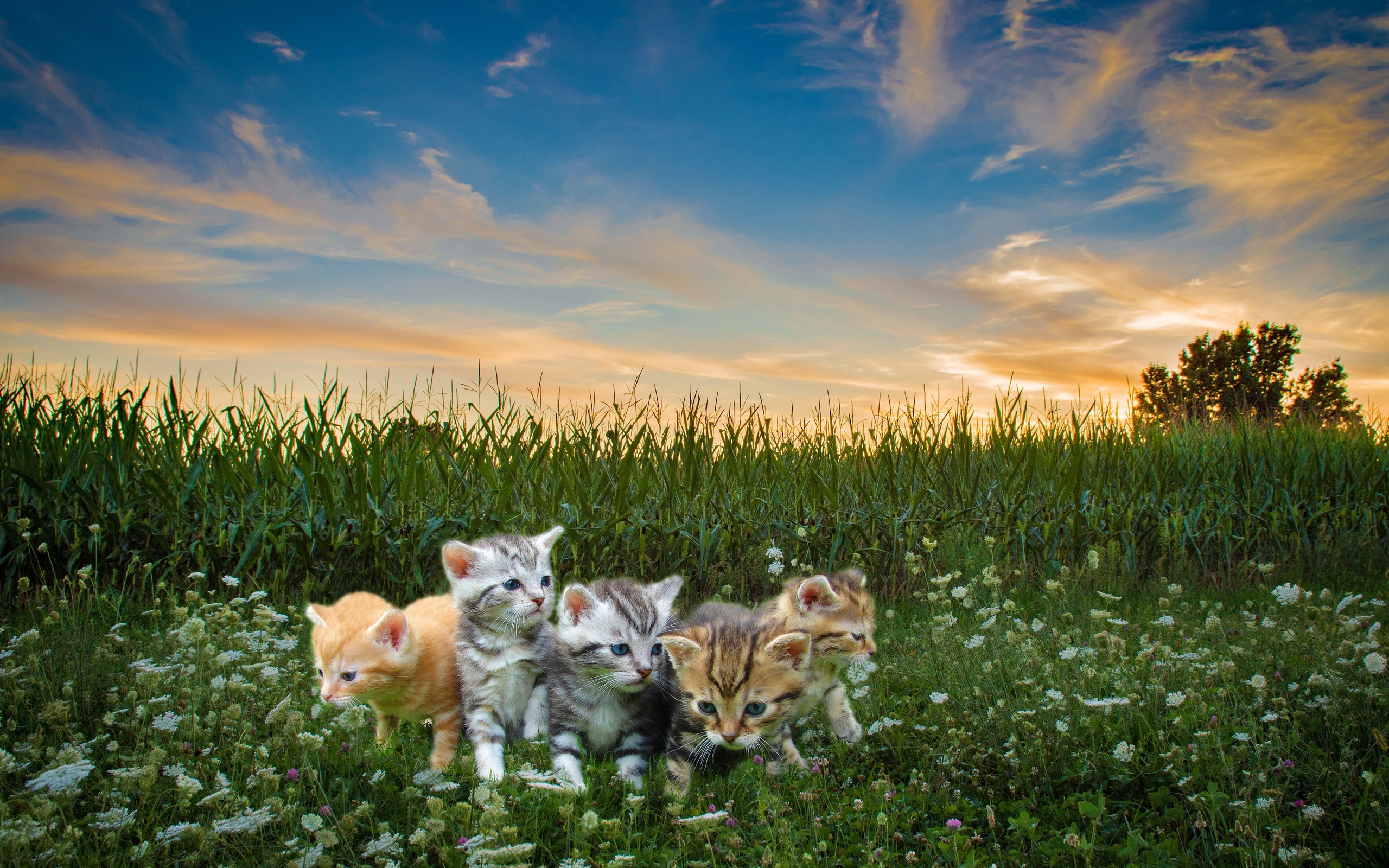 Download mobile wallpaper Cats, Cat, Kitten, Animal, Photoshop, Baby Animal for free.