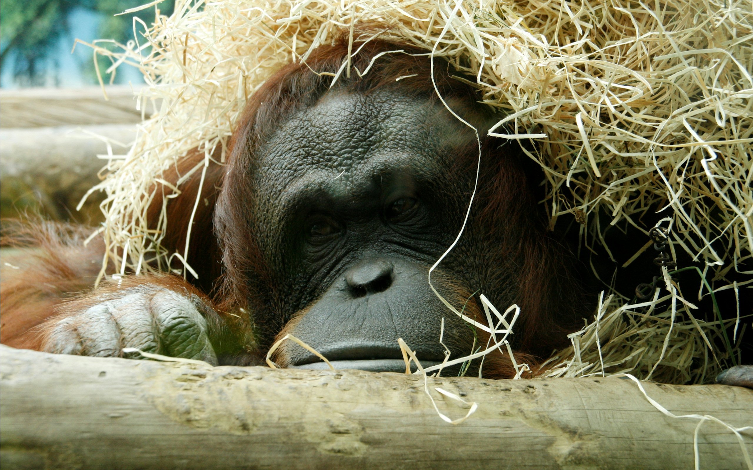 262773 télécharger l'image animaux, orang outan, primate, zoo, singes - fonds d'écran et économiseurs d'écran gratuits