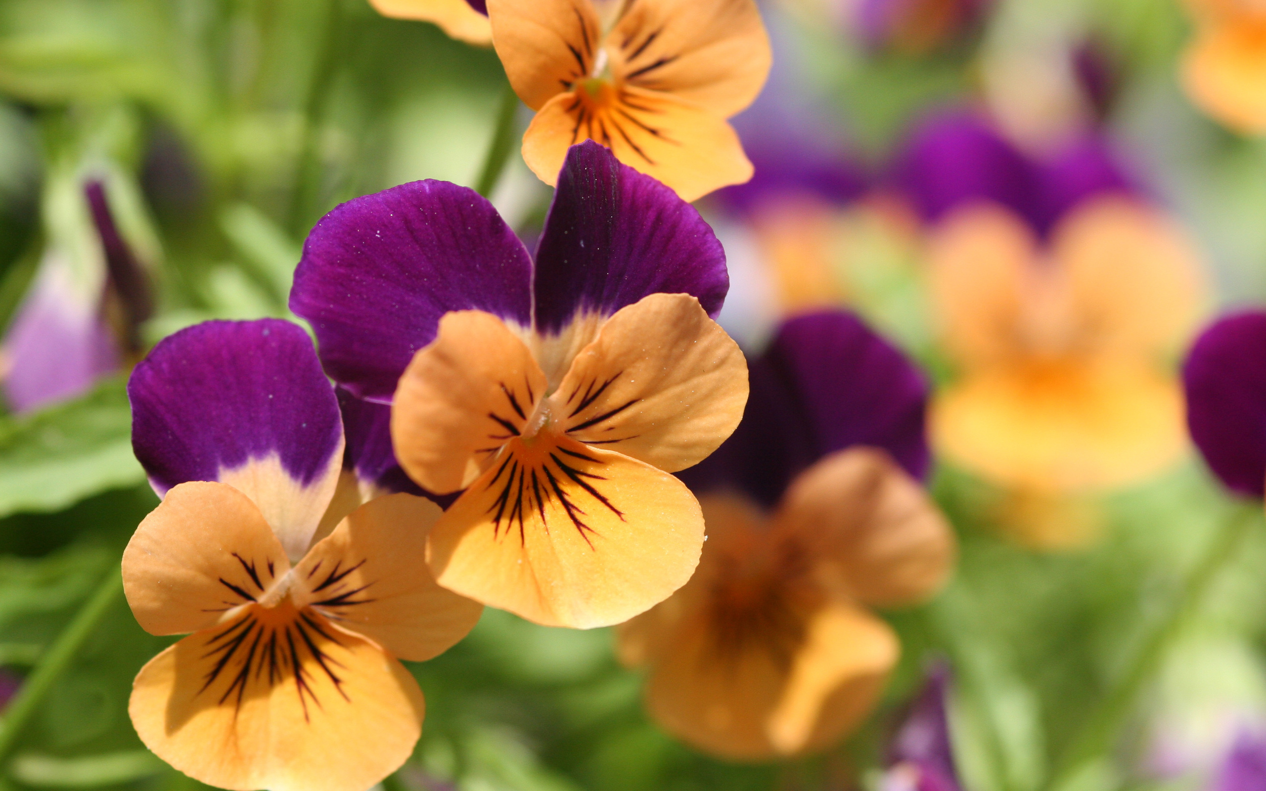 Free download wallpaper Flower, Earth, Pansy on your PC desktop