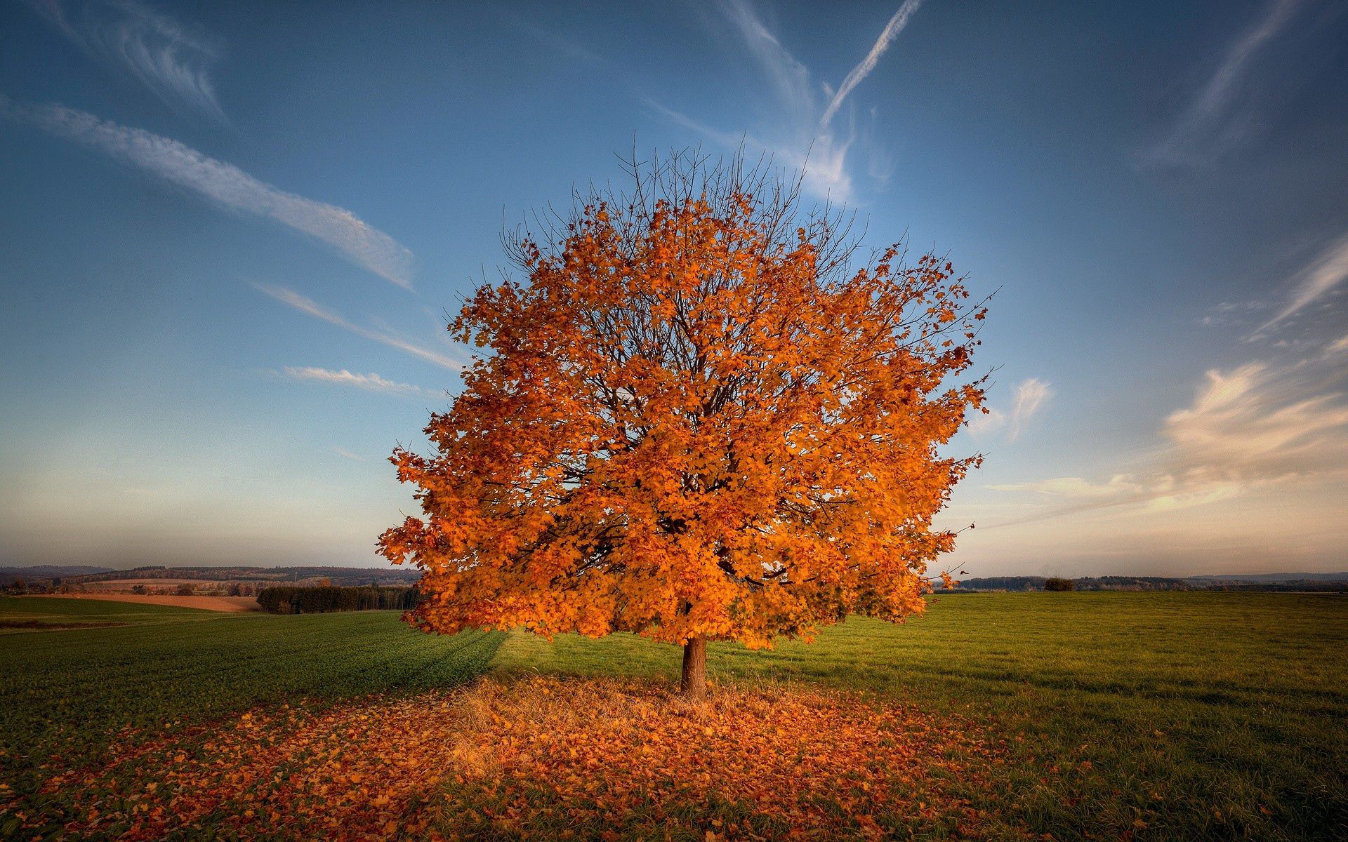 Скачать картинку Природа, Дерево, Трава, Поле, Осень в телефон бесплатно.
