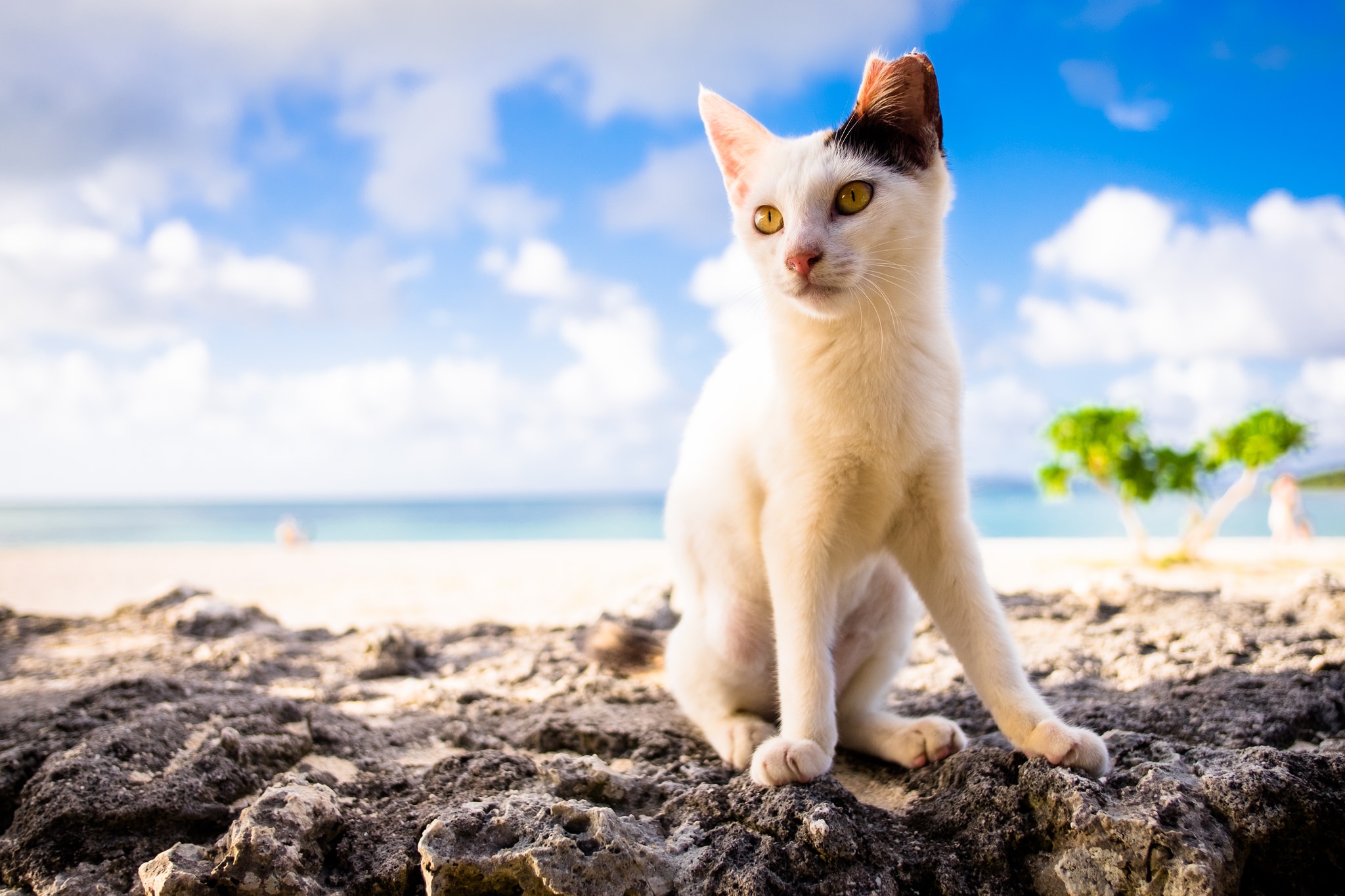 Download mobile wallpaper Cats, Beach, Cat, Animal, Depth Of Field for free.