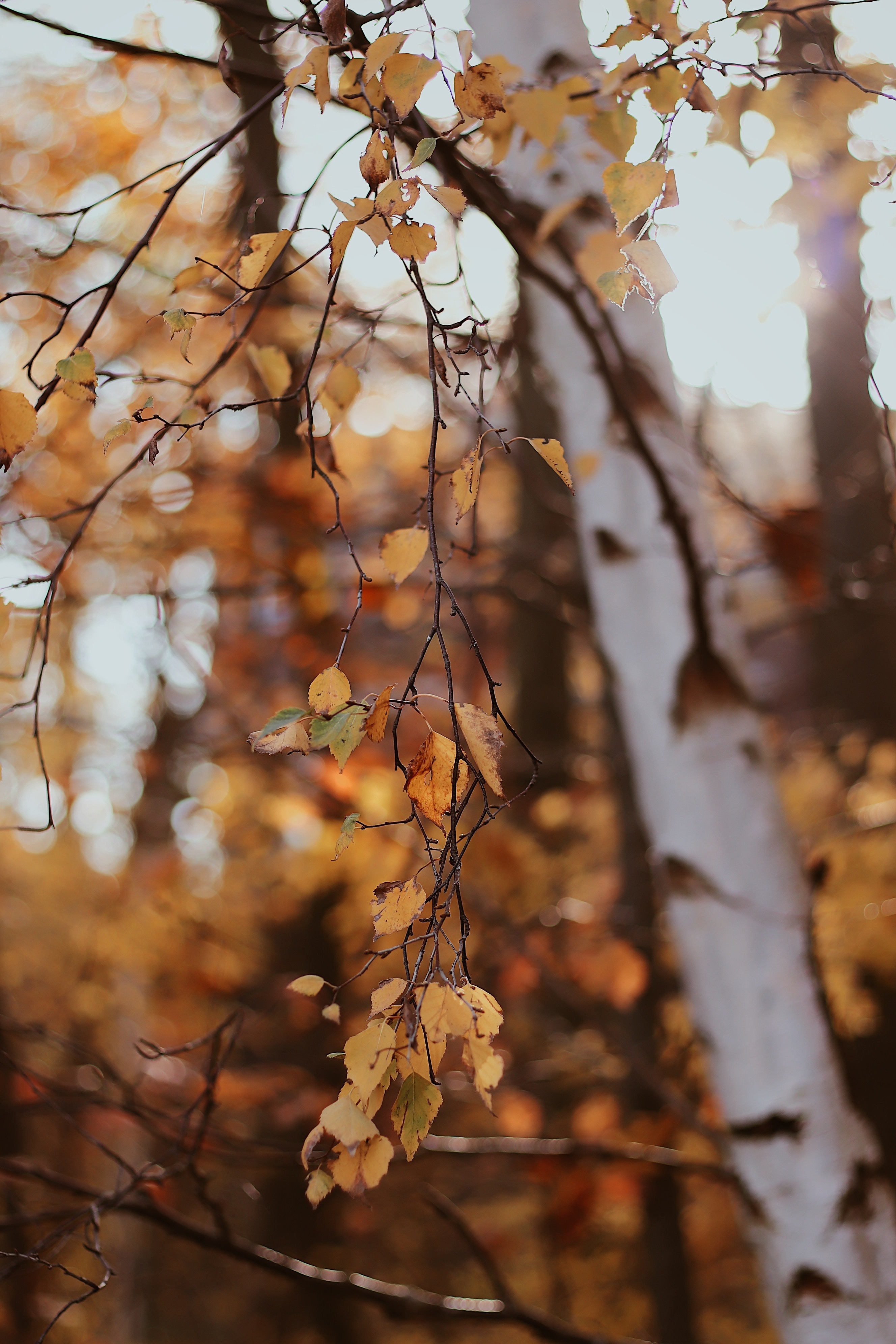 Download mobile wallpaper Wood, Tree, Birch, Branches, Leaves, Nature for free.