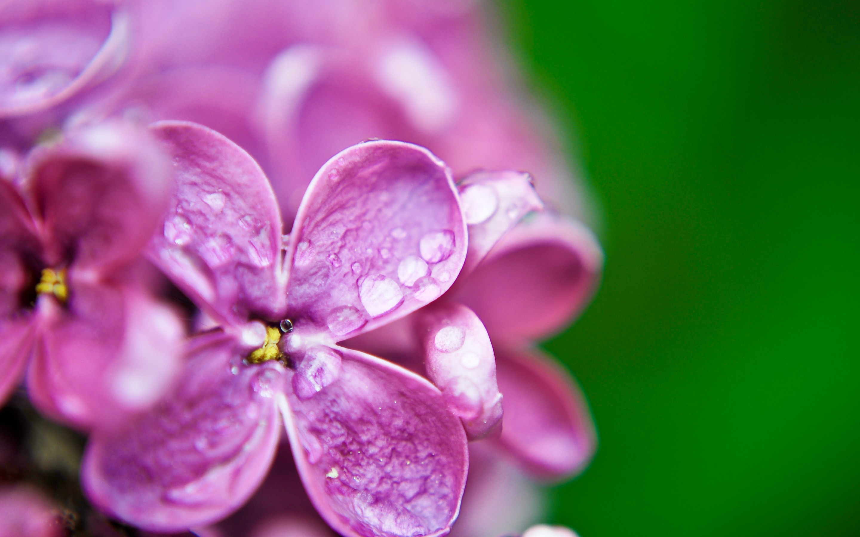 Free download wallpaper Flowers, Lilac, Earth on your PC desktop