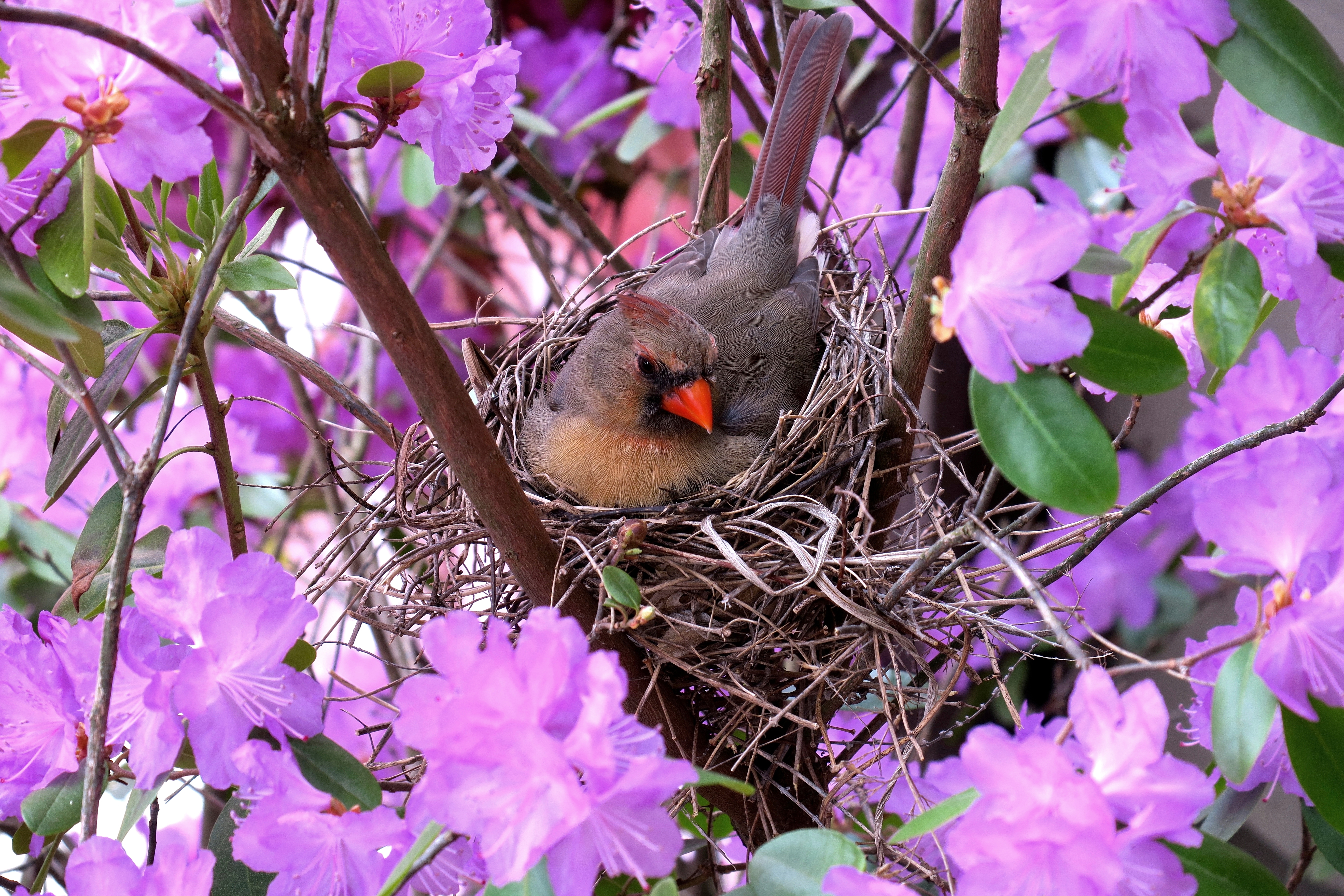 1526540 скачать картинку гнездо, животные, кардинал, цветок, фиолетовый цветок, птицы - обои и заставки бесплатно