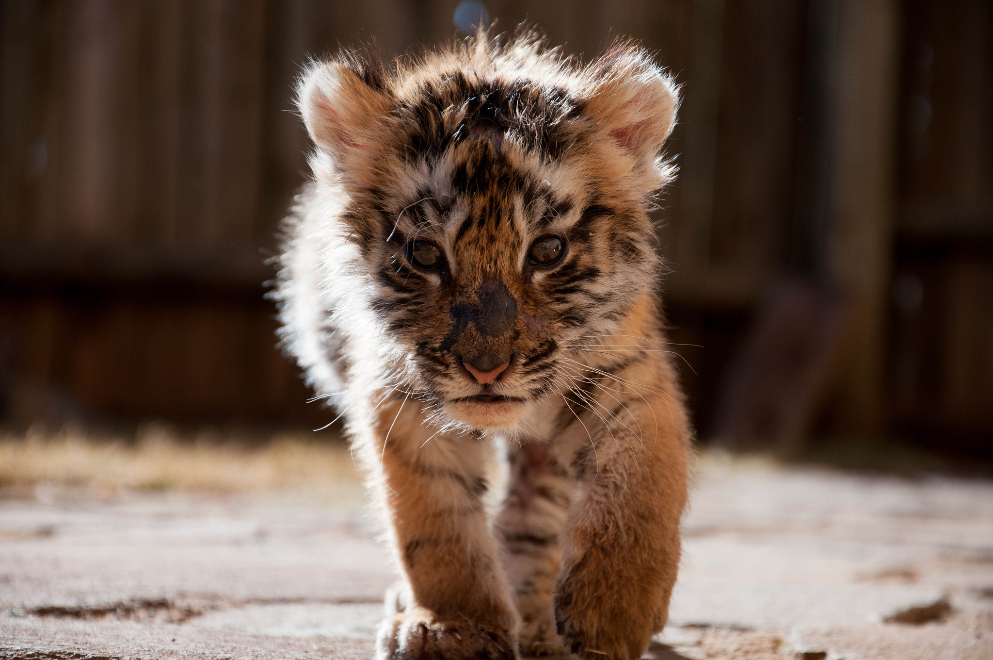 Handy-Wallpaper Tiere, Katzen, Tiger kostenlos herunterladen.