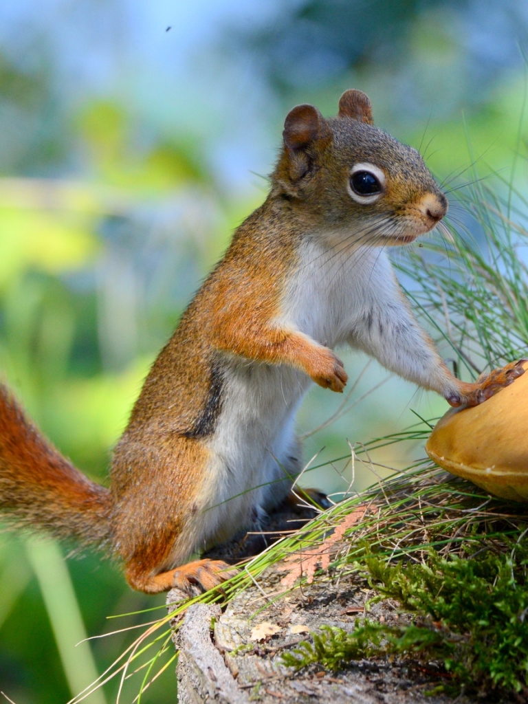 Download mobile wallpaper Squirrel, Close Up, Animal, Mushroom, Moss, Rodent for free.