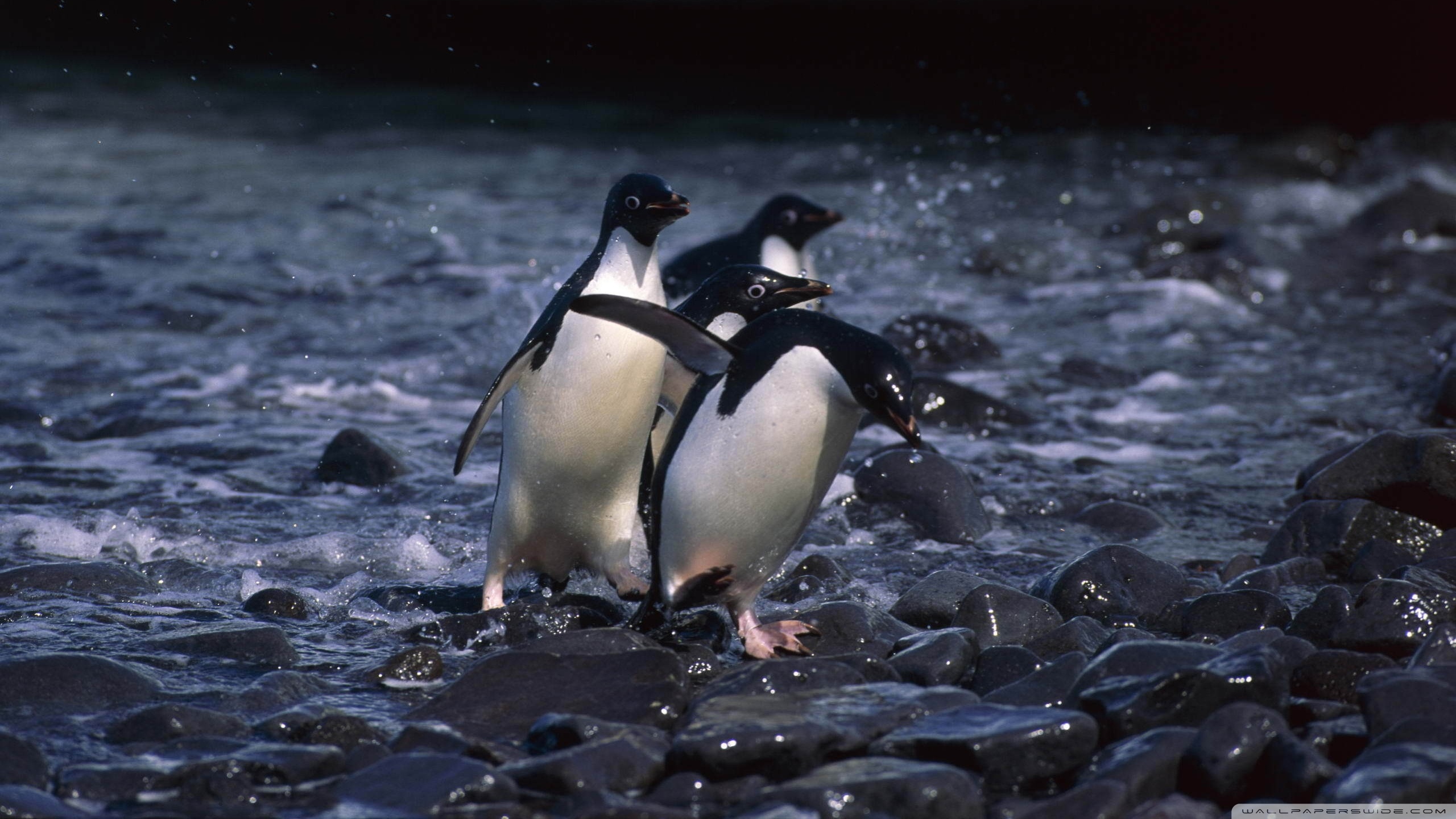 Descarga gratuita de fondo de pantalla para móvil de Pingüino, Ave, Aves, Animales.