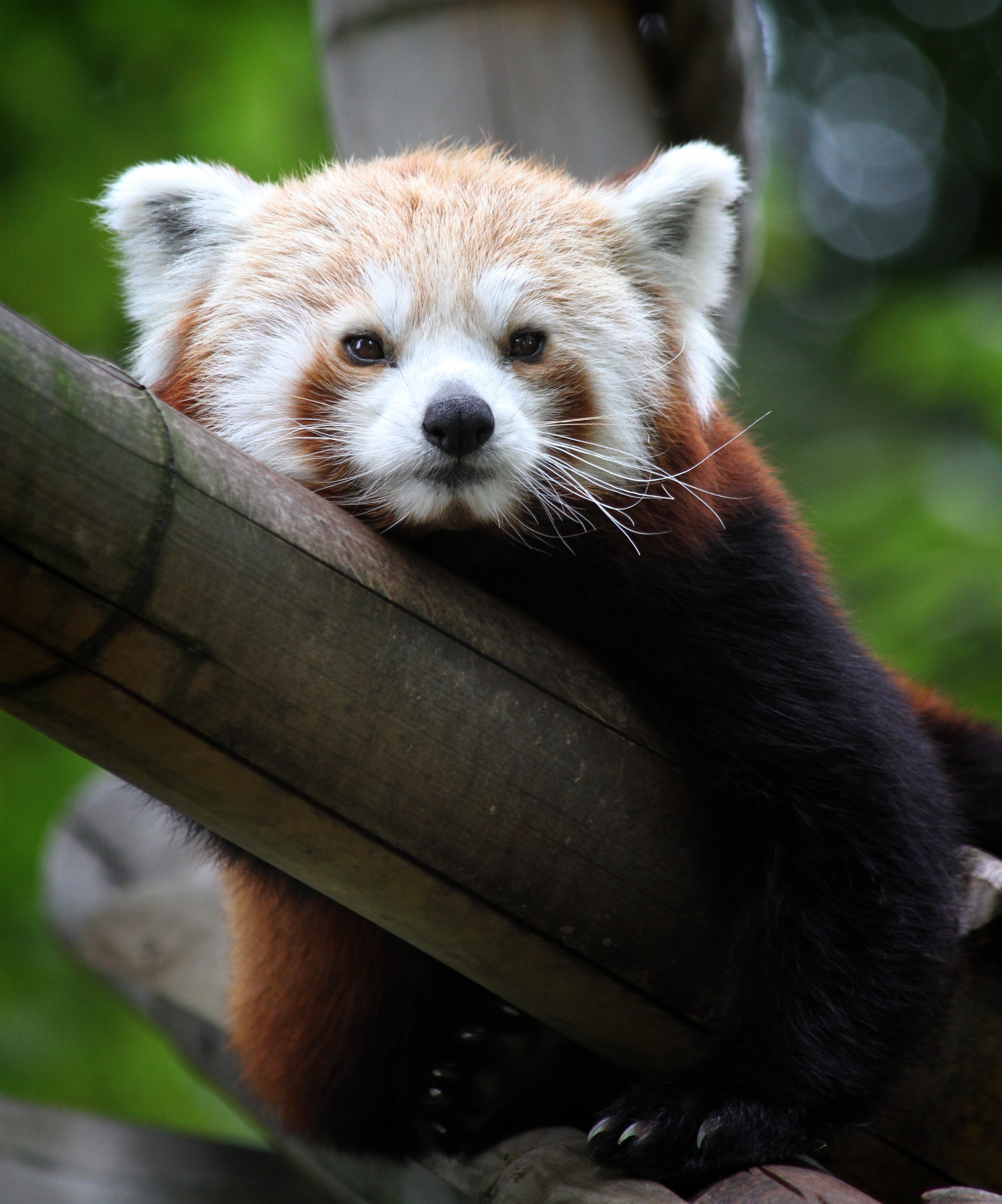 Descarga gratuita de fondo de pantalla para móvil de Bambú, Animales, Bozal, Querido, Lindo, Panda Rojo.
