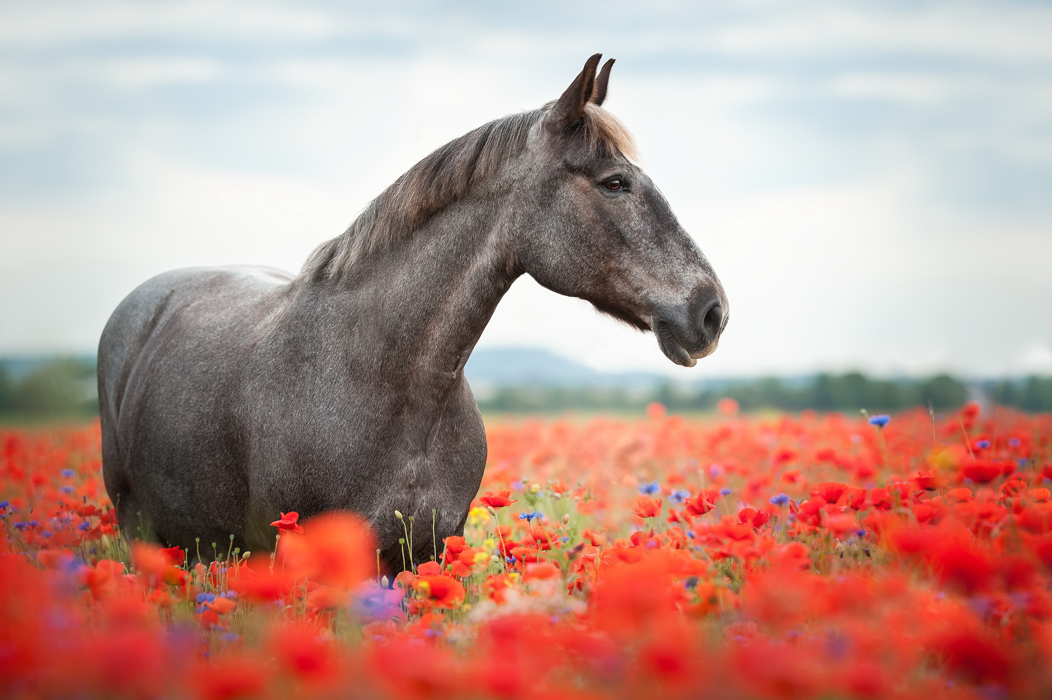 Baixar papel de parede para celular de Animais, Verão, Flor, Campo, Cavalo, Flor Vermelha, Papoila gratuito.