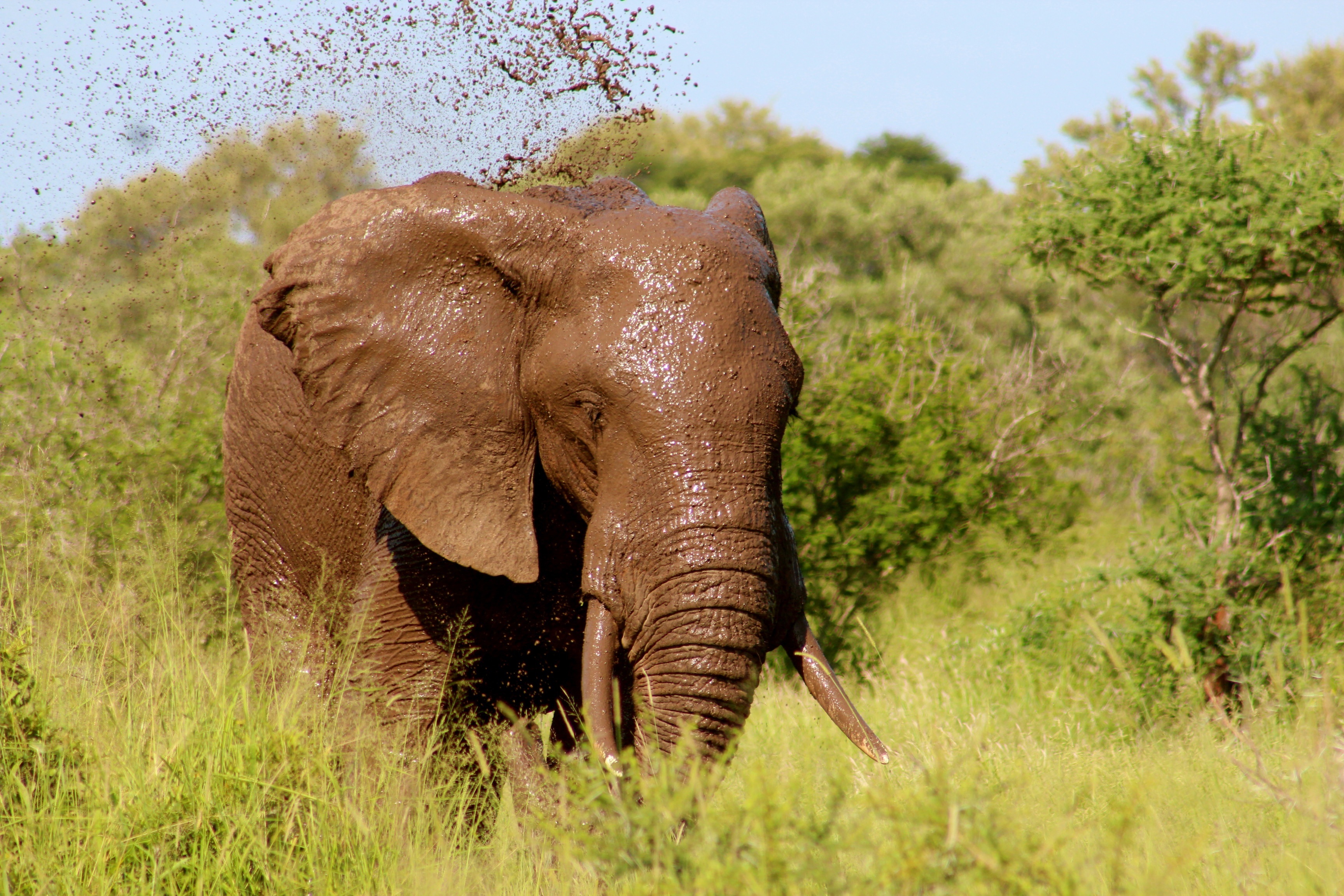 Download mobile wallpaper Dirt, Grass, Mud, Animals, Stroll, Elephant for free.