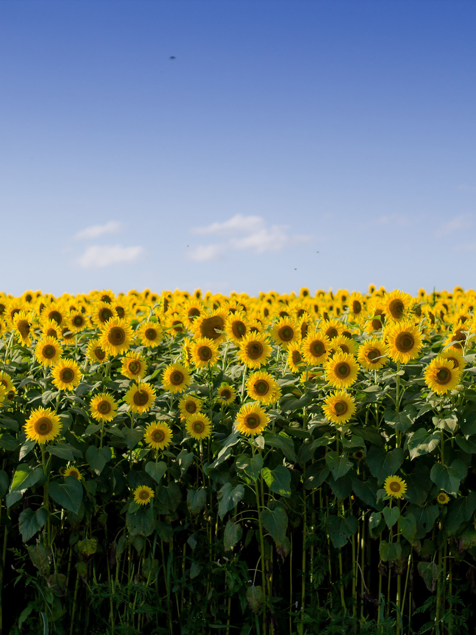 Download mobile wallpaper Flowers, Summer, Earth, Sunflower, Yellow Flower for free.