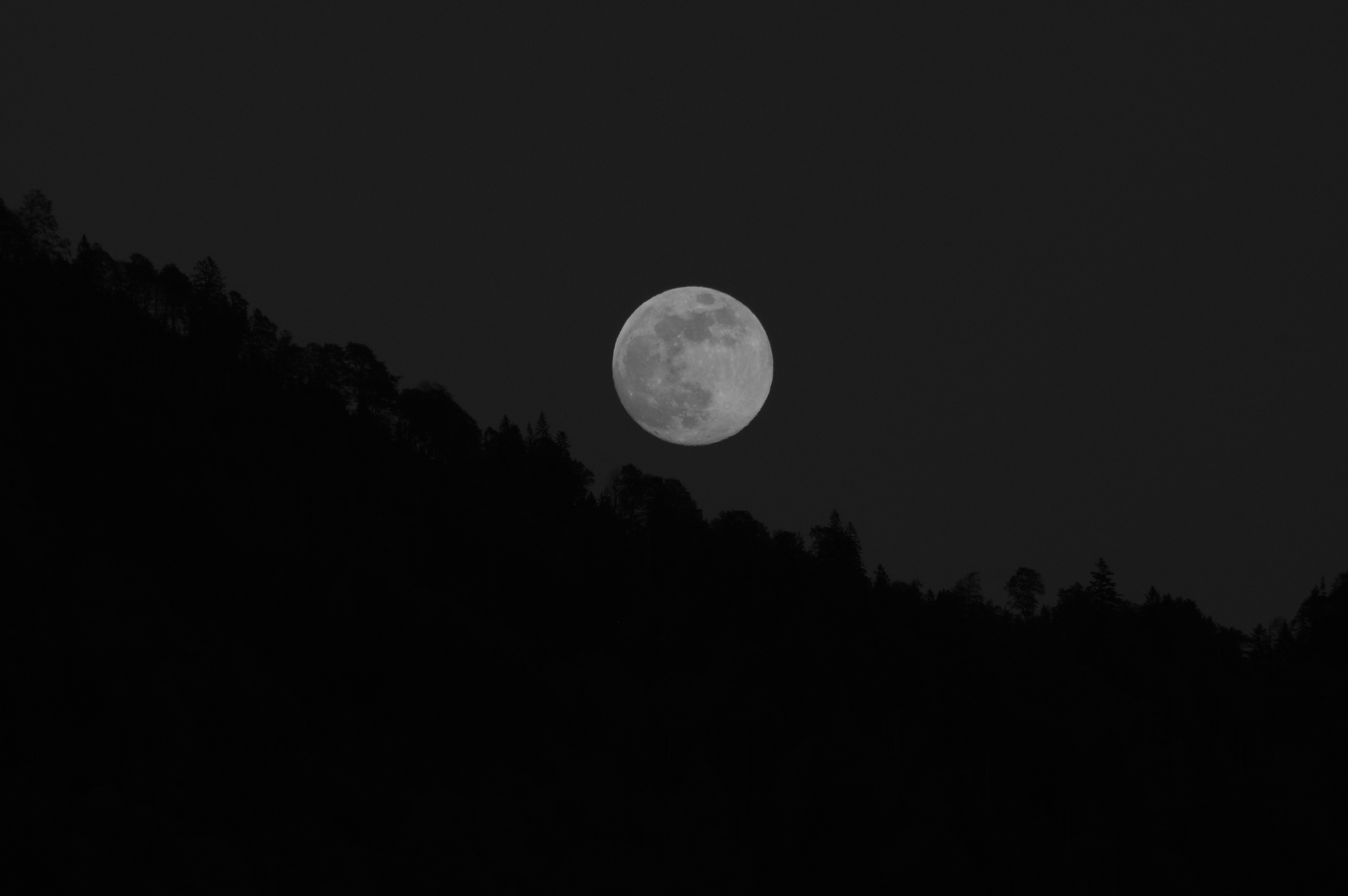 moon, chb, full moon, trees, dark, bw Panoramic Wallpaper