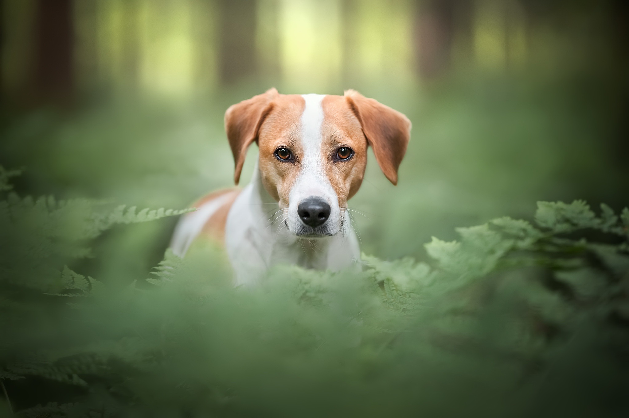 Handy-Wallpaper Tiere, Hunde, Hund, Starren kostenlos herunterladen.