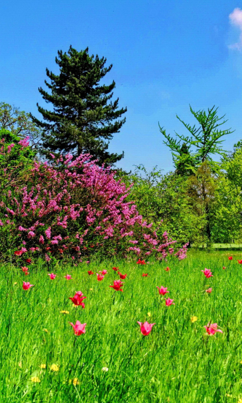 Download mobile wallpaper Landscape, Grass, Flower, Tree, Earth, Field, Spring for free.