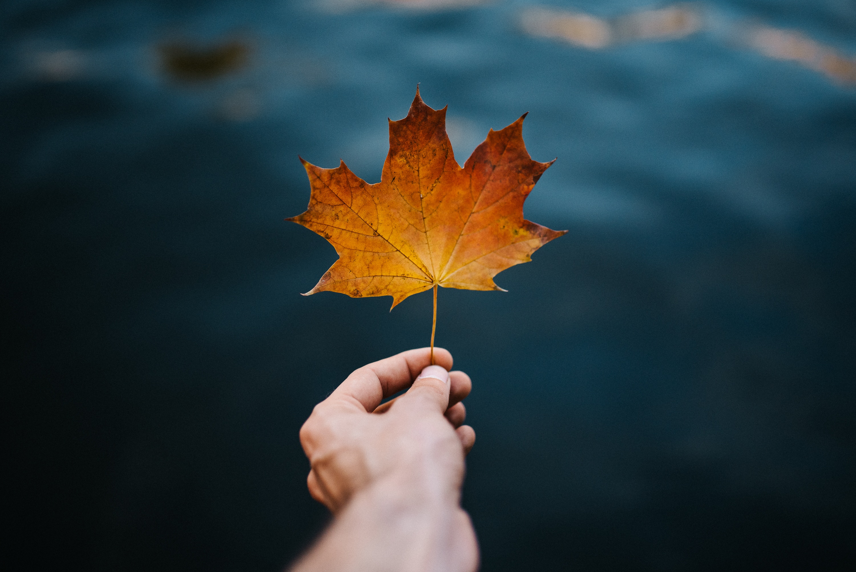 Free download wallpaper Blur, Smooth, Sheet, Leaf, Nature, Autumn, Hand, Maple on your PC desktop