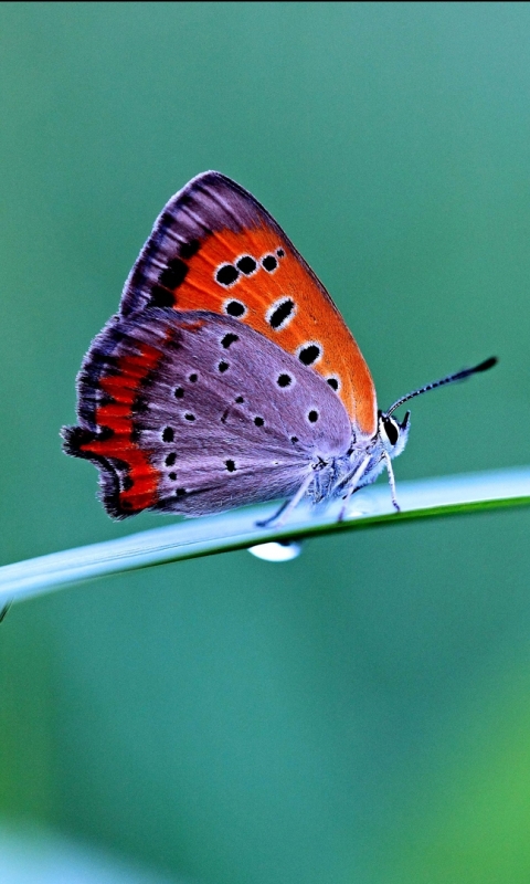 Descarga gratuita de fondo de pantalla para móvil de Animales, Mariposa.