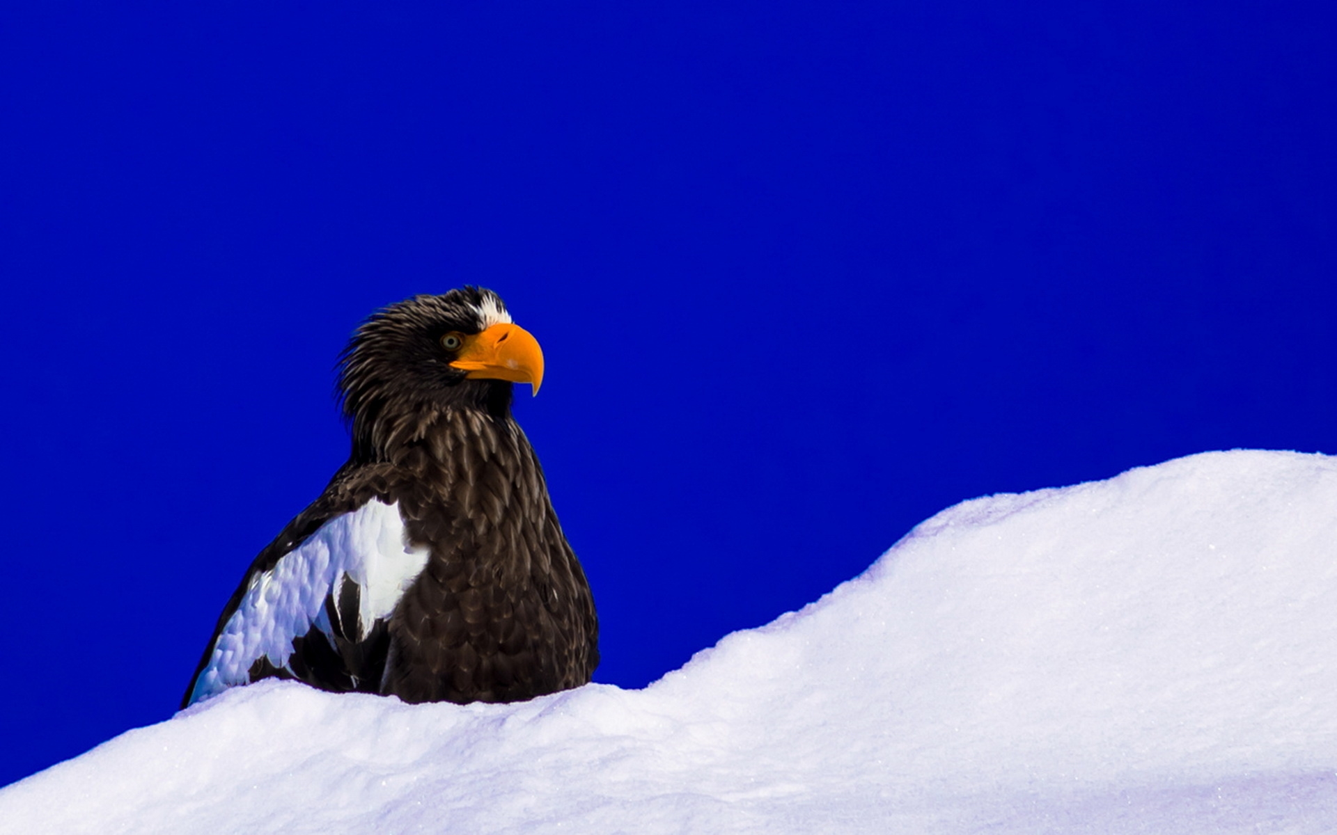 Descarga gratuita de fondo de pantalla para móvil de Animales, Águila, Aves.