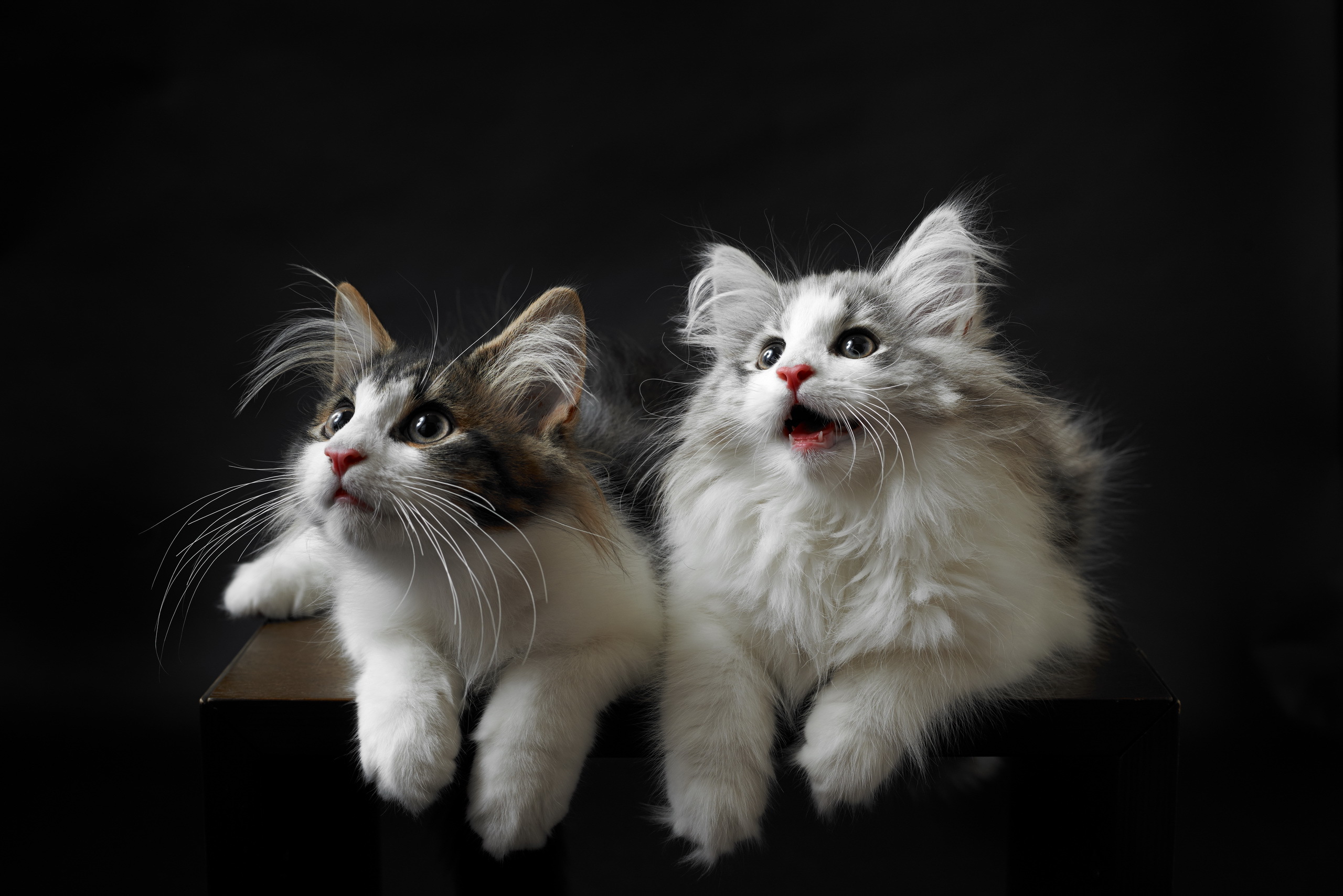 Free download wallpaper Cats, Cat, Close Up, Animal on your PC desktop