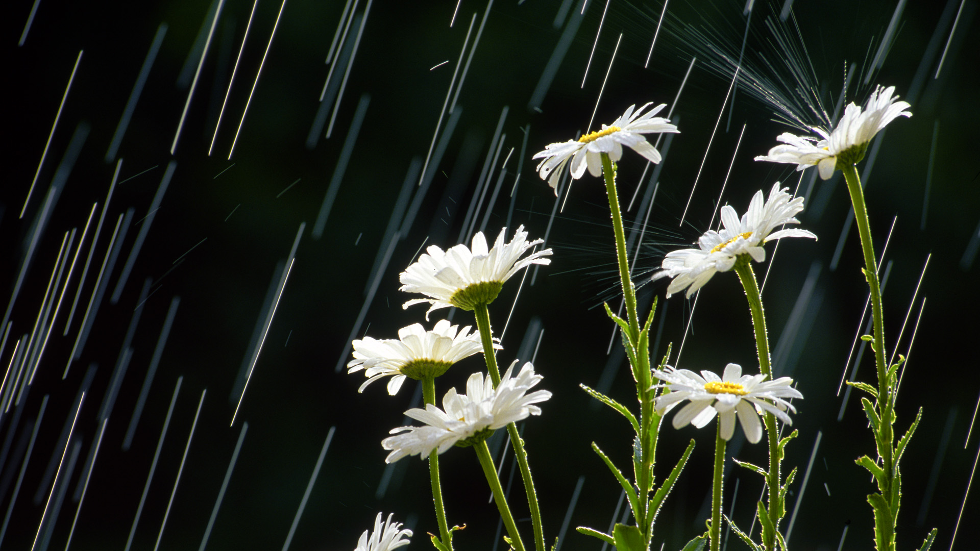 551136 скачать картинку природа, дождь, белый цветок, фотографии, цветок - обои и заставки бесплатно