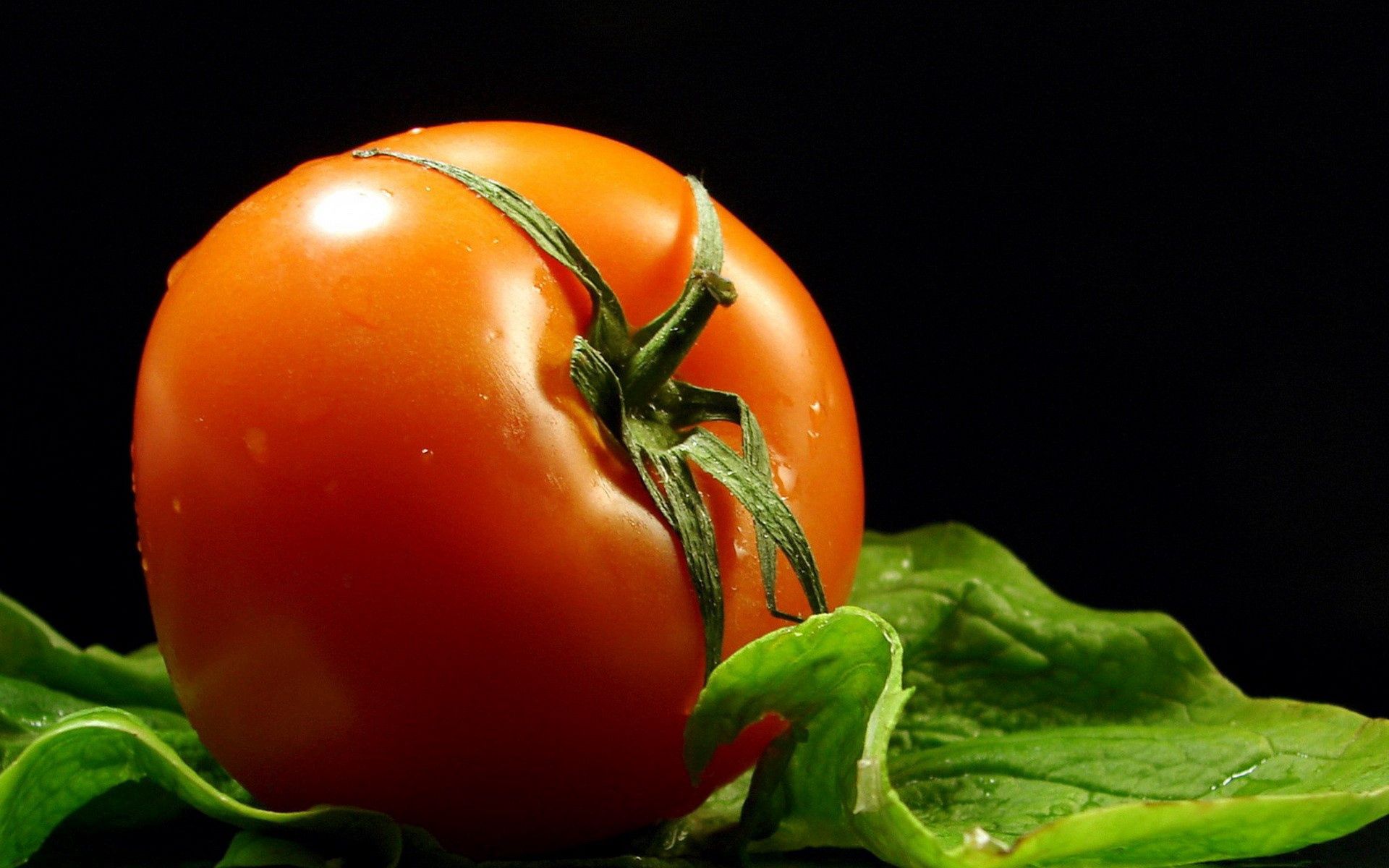 tomato, food, drops, branches