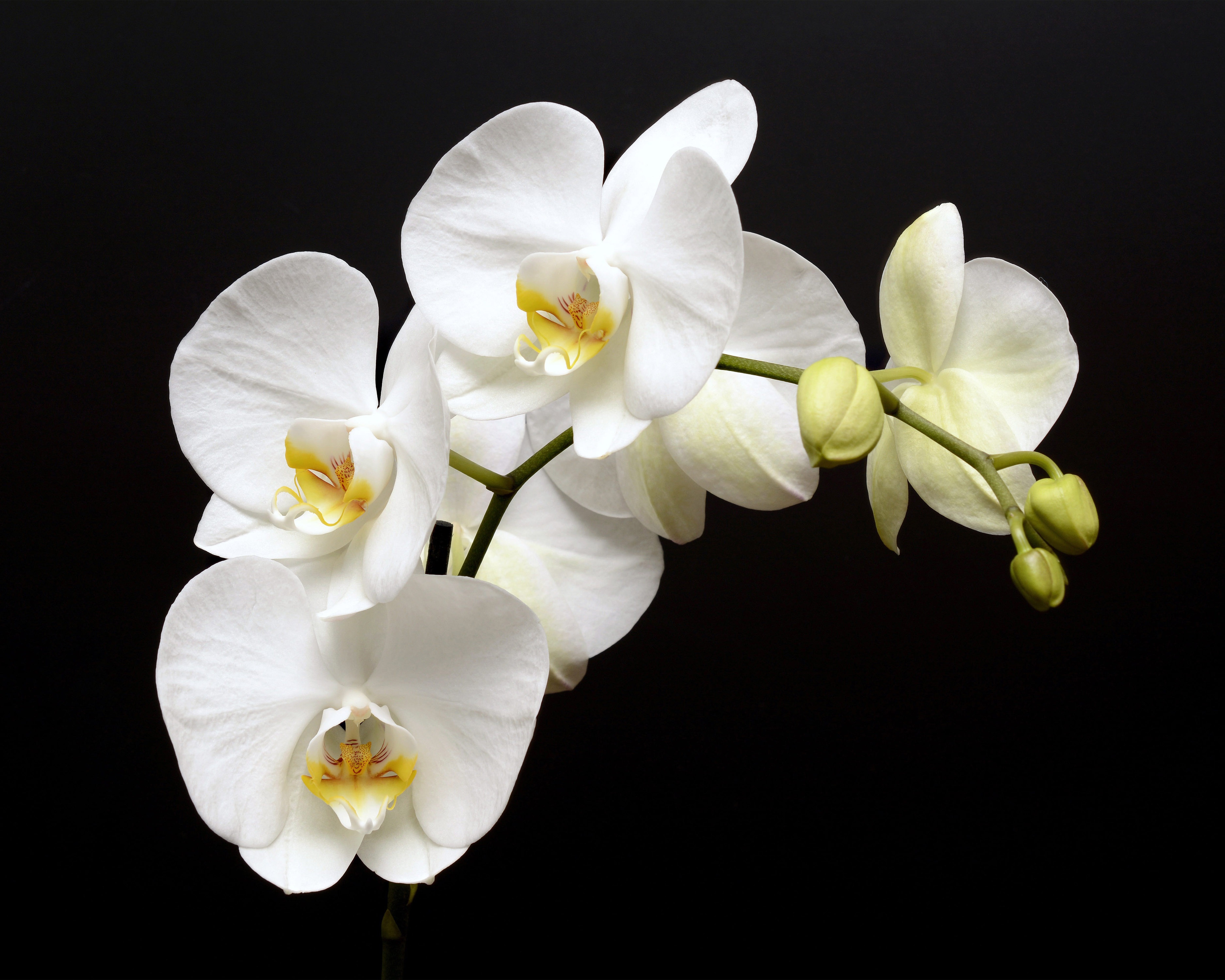 Baixar papel de parede para celular de Flores, Orquídea, Terra/natureza gratuito.