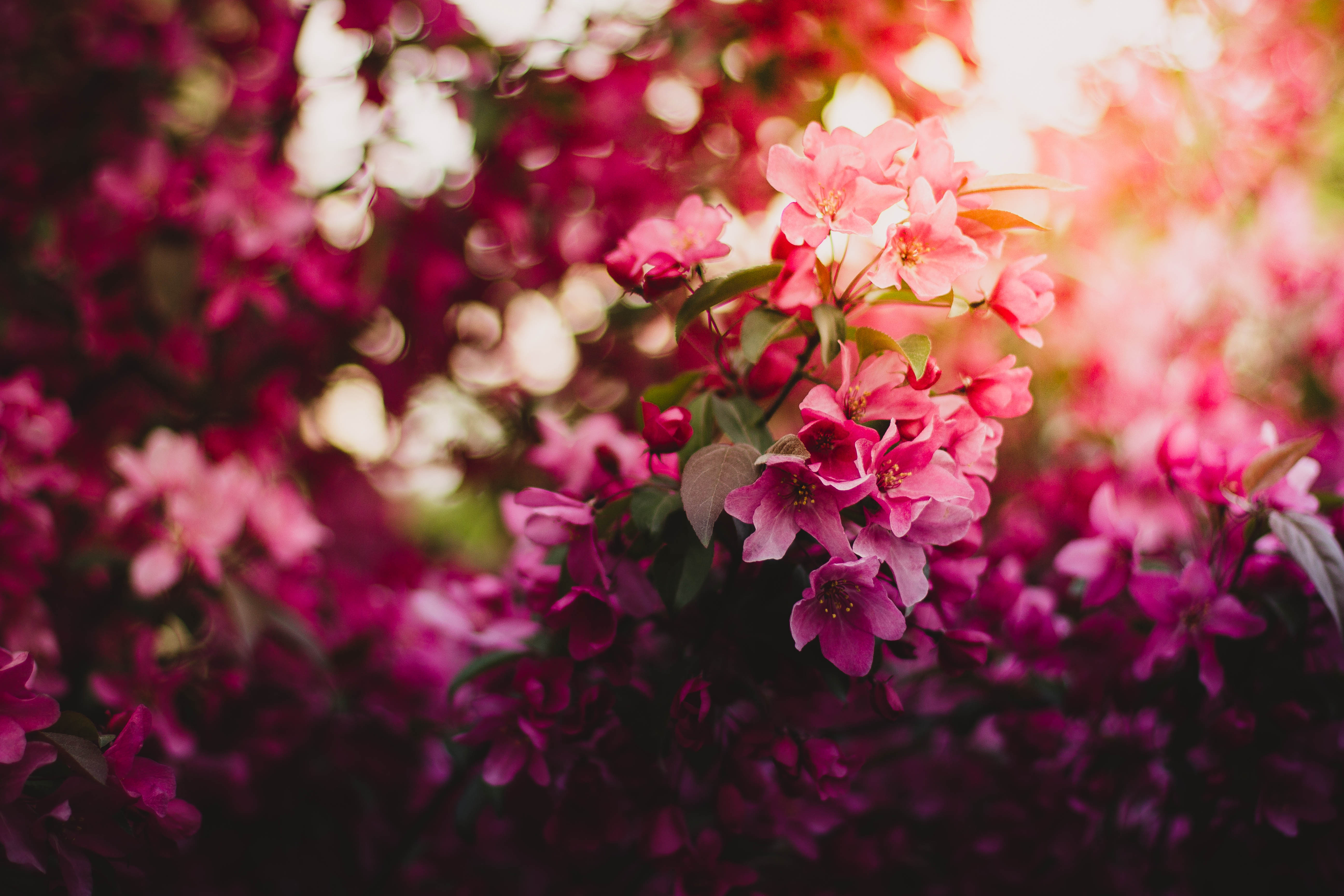 Download PC Wallpaper flowering, flowers, shine, light, bloom, branch