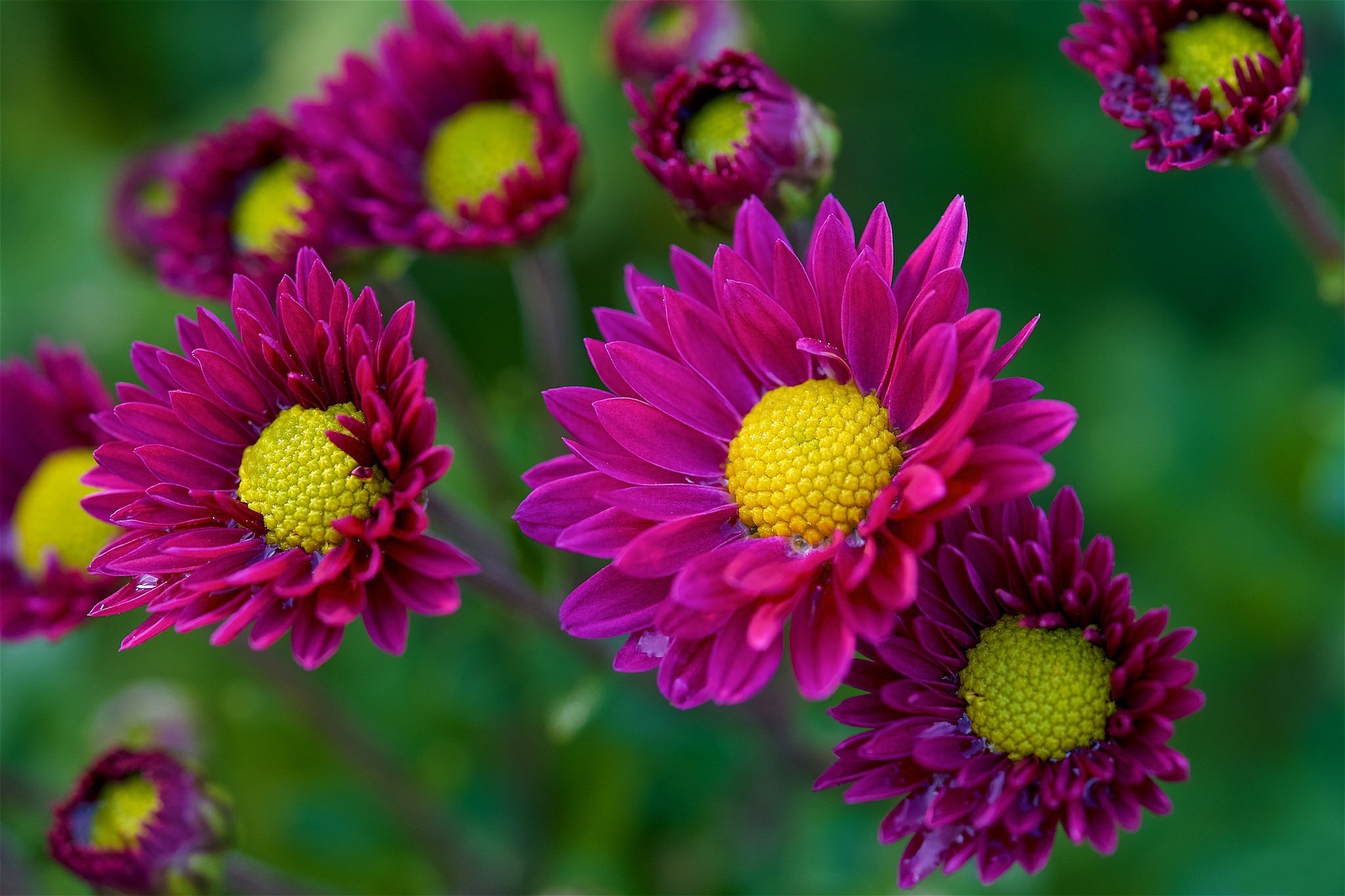Download mobile wallpaper Flowers, Chrysanthemum, Flower, Earth, Purple Flower for free.