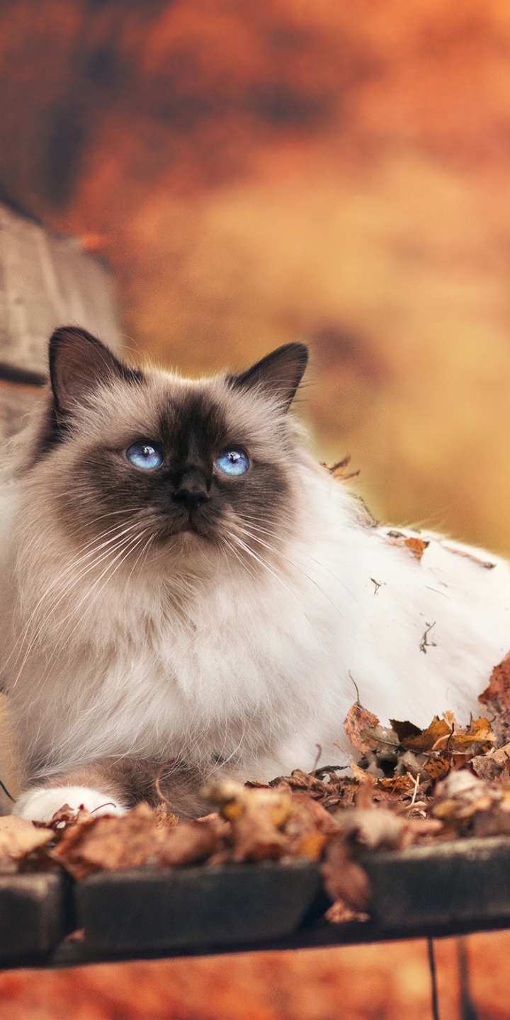 Download mobile wallpaper Cats, Forest, Cat, Fall, Animal, Bench, Himalayan Cat for free.
