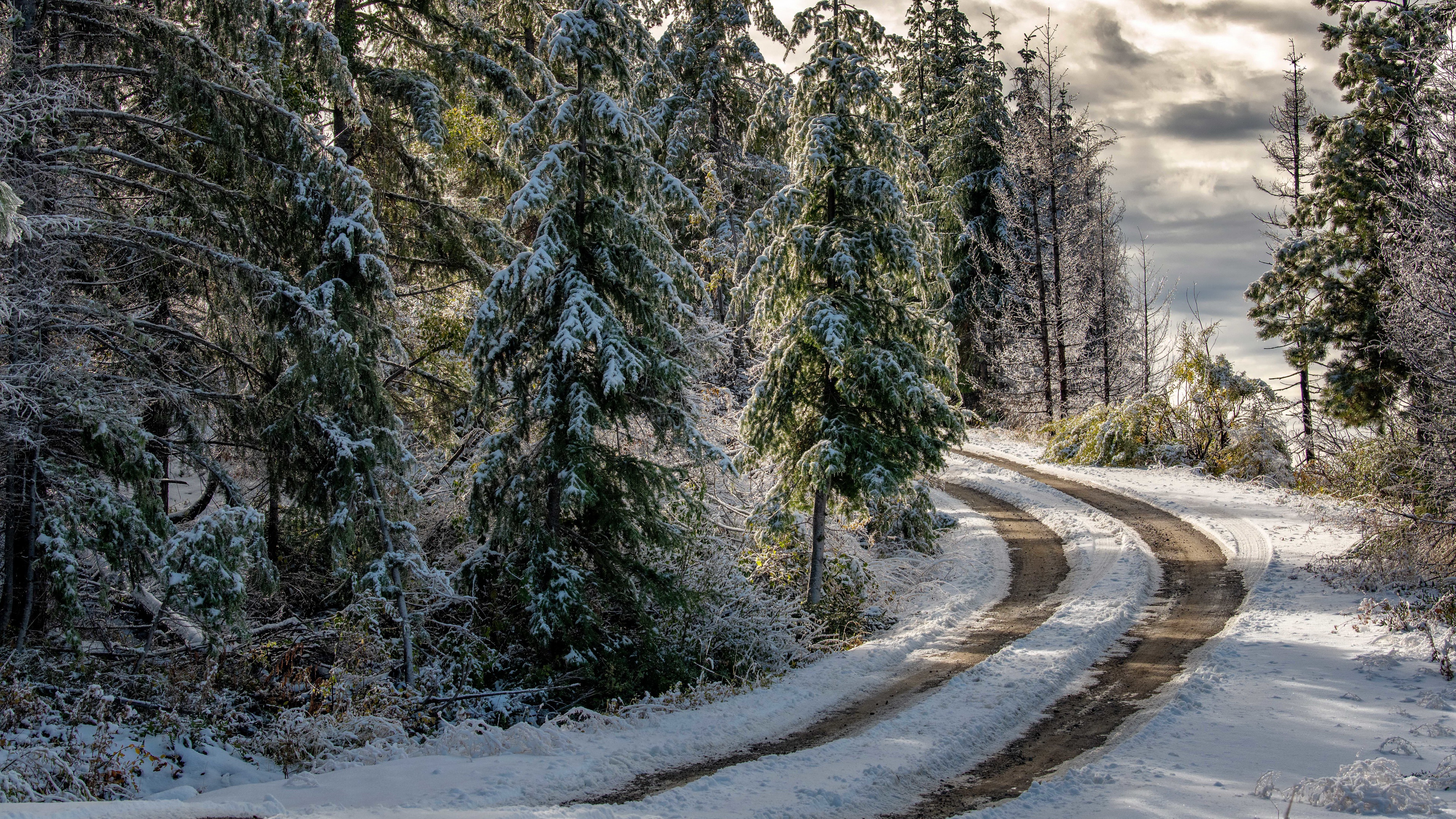 Baixar papel de parede para celular de Inverno, Estrada, Floresta, Feito Pelo Homem gratuito.