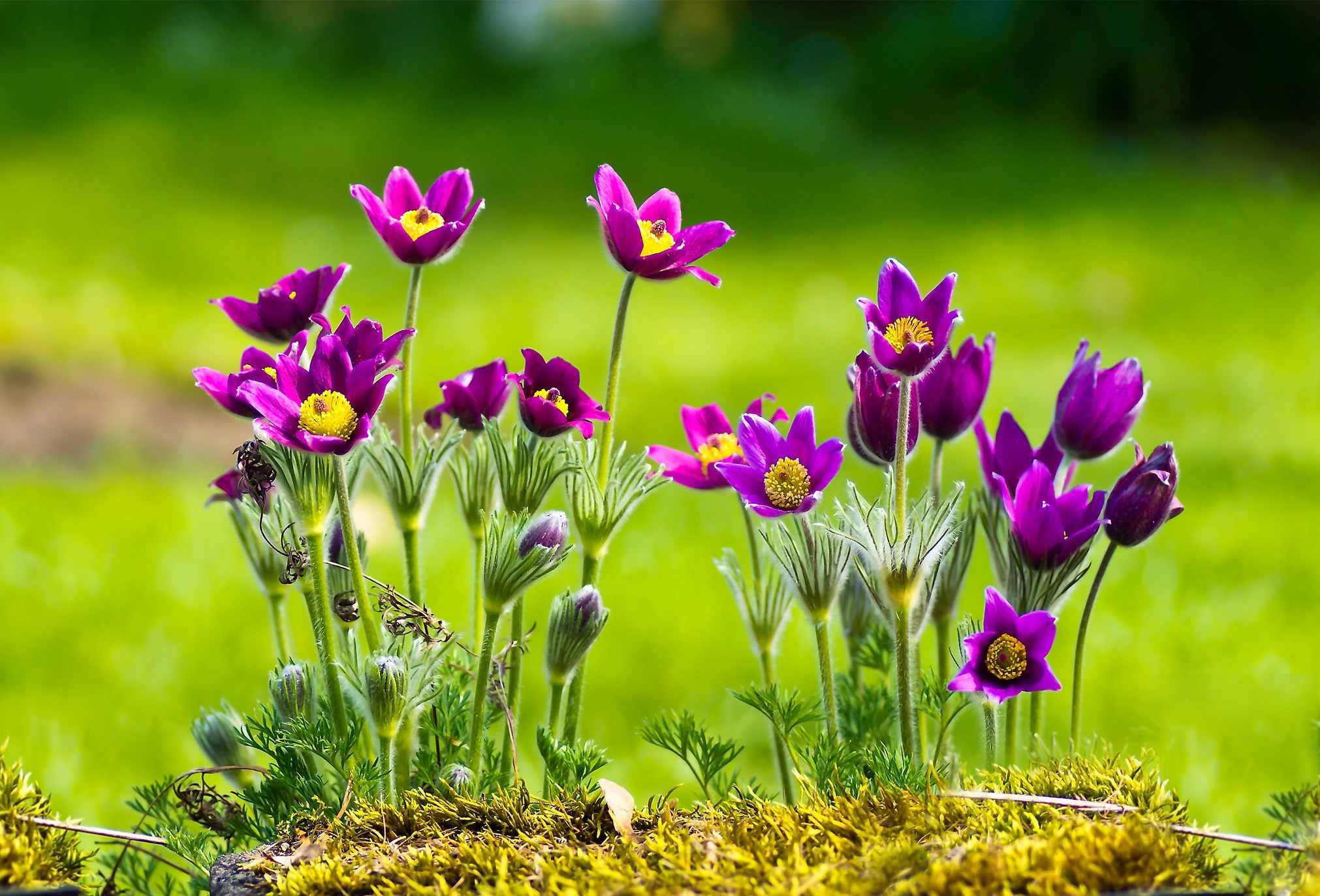 PCデスクトップに自然, フラワーズ, 花, 地球, 紫色の花画像を無料でダウンロード