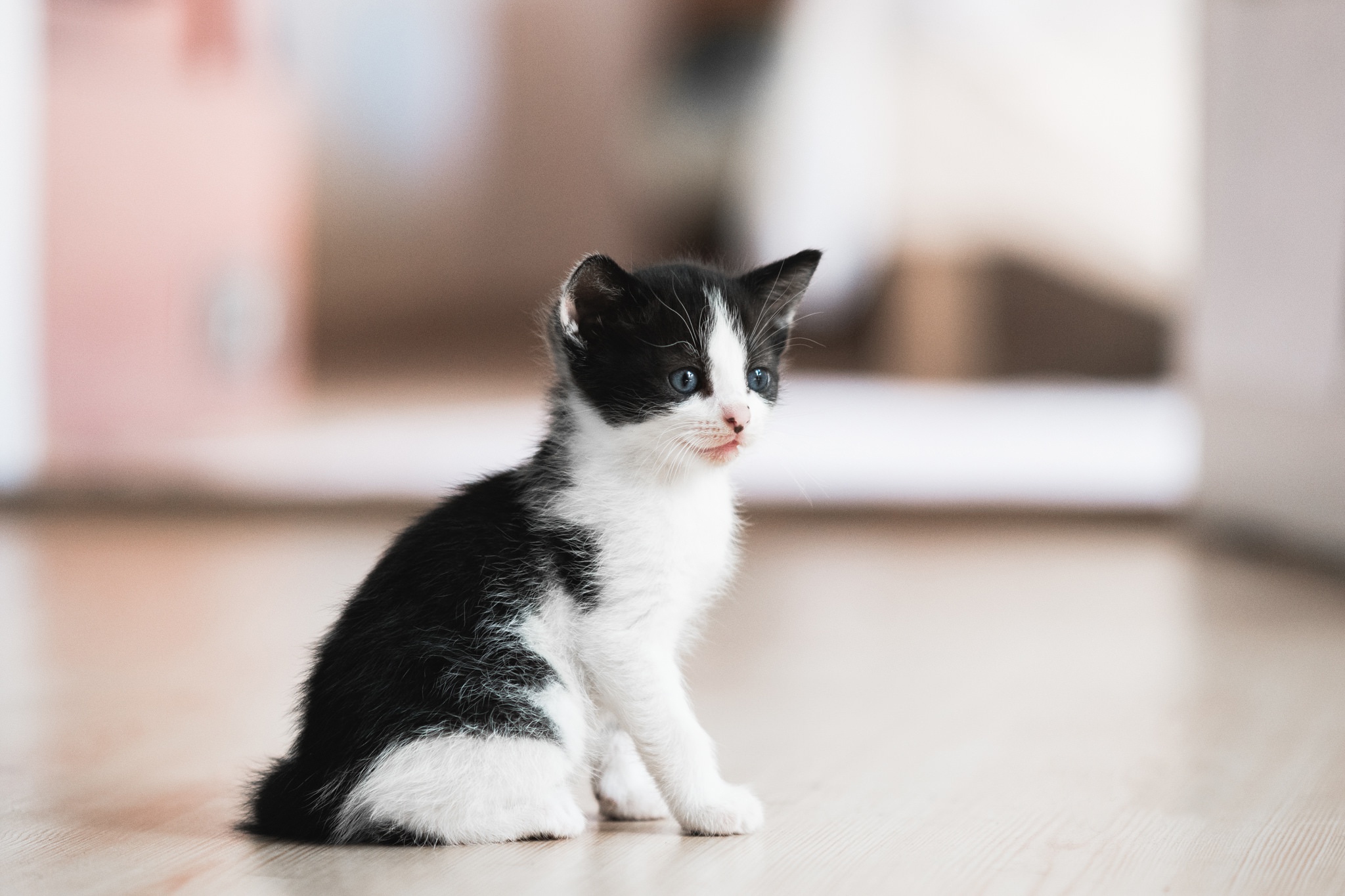 Laden Sie das Tiere, Katzen, Katze, Kätzchen, Tierbaby, Tiefenschärfe-Bild kostenlos auf Ihren PC-Desktop herunter