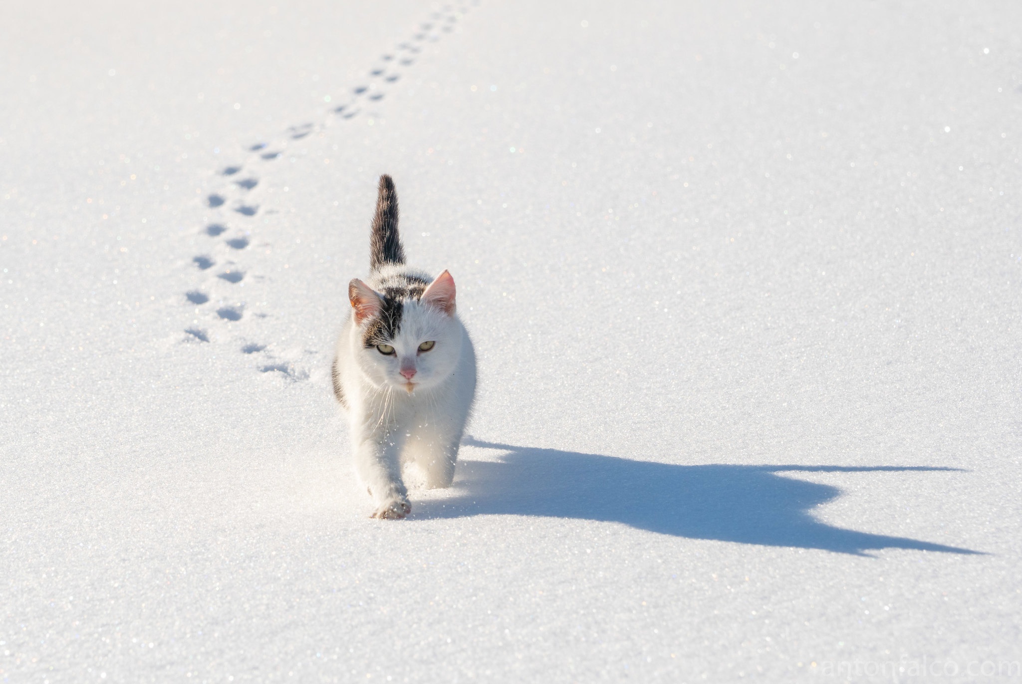 Baixar papel de parede para celular de Animais, Gatos, Neve, Gato gratuito.