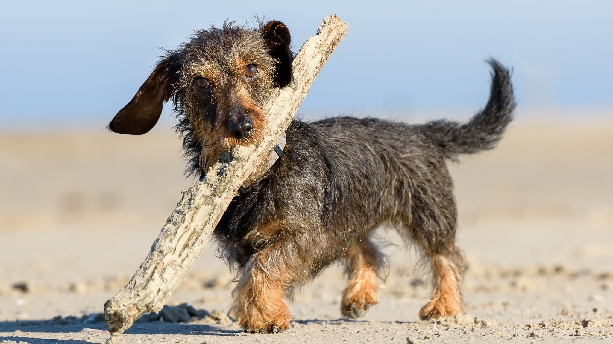 Téléchargez des papiers peints mobile Animaux, Chiens, Chien gratuitement.