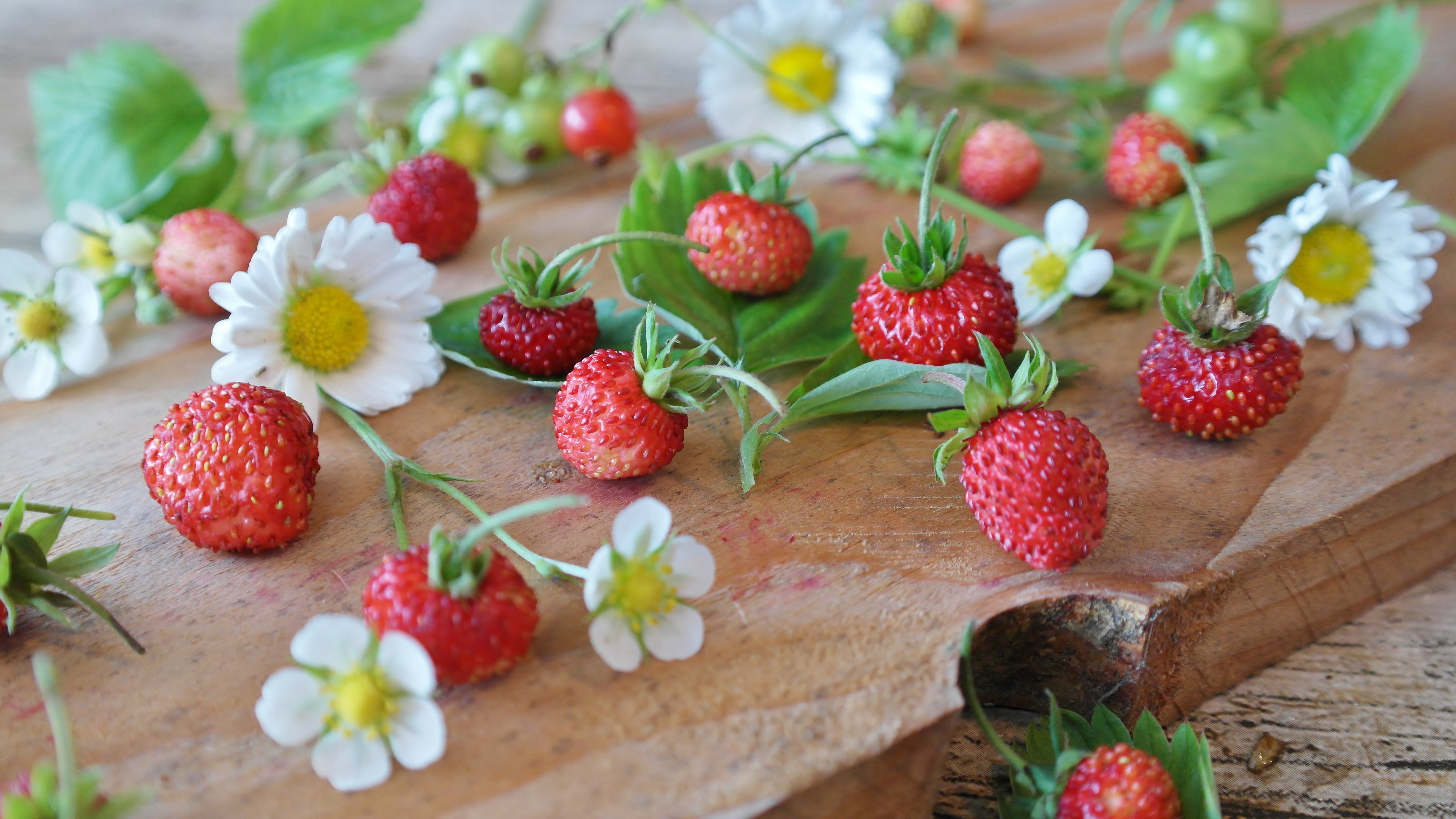 Handy-Wallpaper Erdbeere, Frucht, Weiße Blume, Nahrungsmittel, Früchte kostenlos herunterladen.