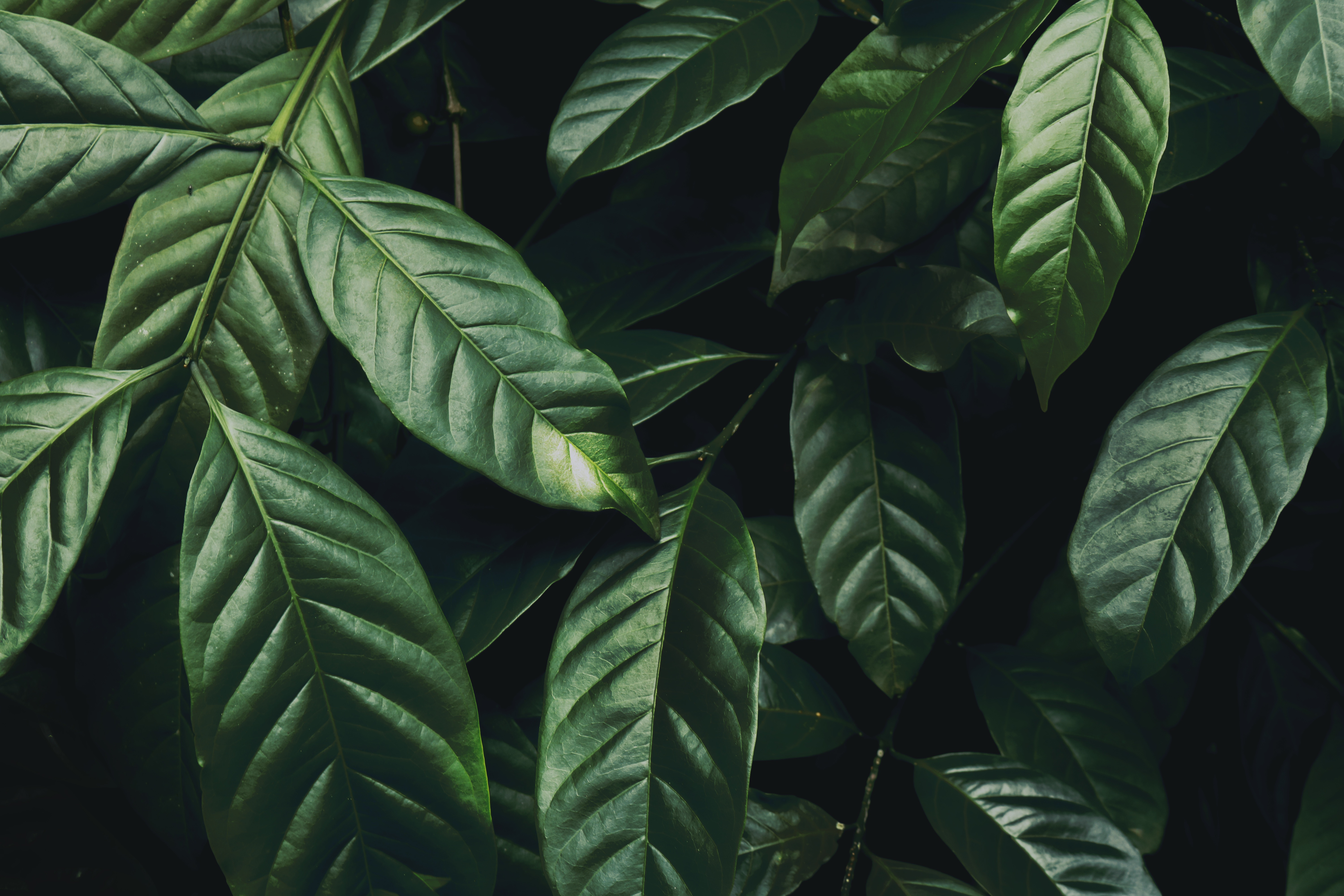 PC Wallpapers plant, nature, leaves, branch, glossy, dark green