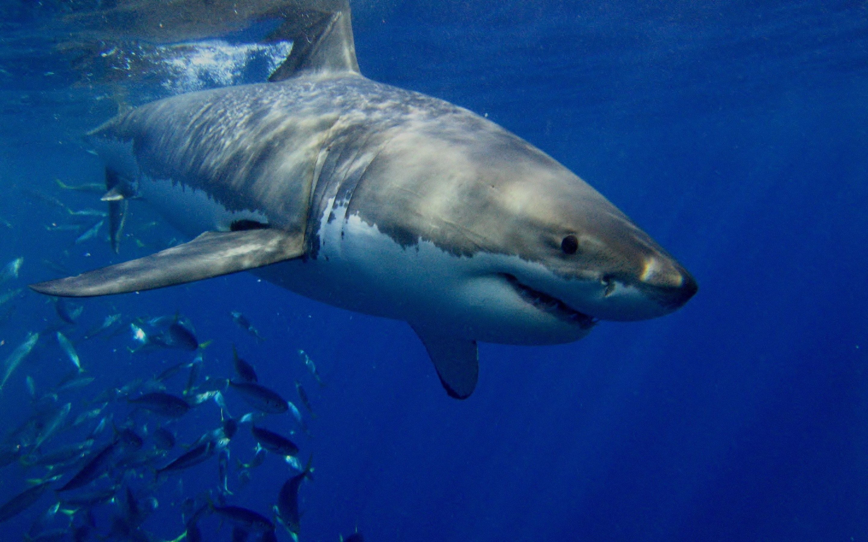 324554 télécharger le fond d'écran grand requin blanc, animaux, requin, les requins - économiseurs d'écran et images gratuitement