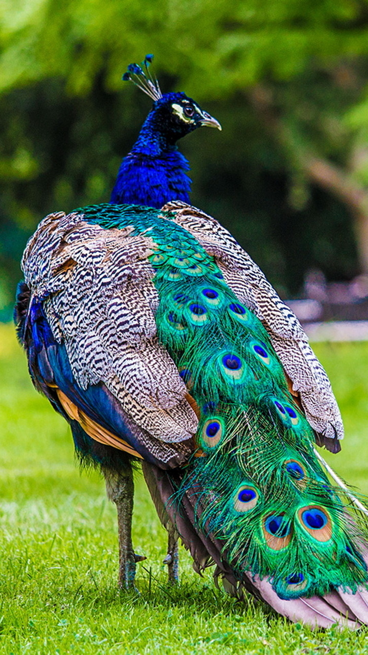 Download mobile wallpaper Birds, Animal, Peacock for free.