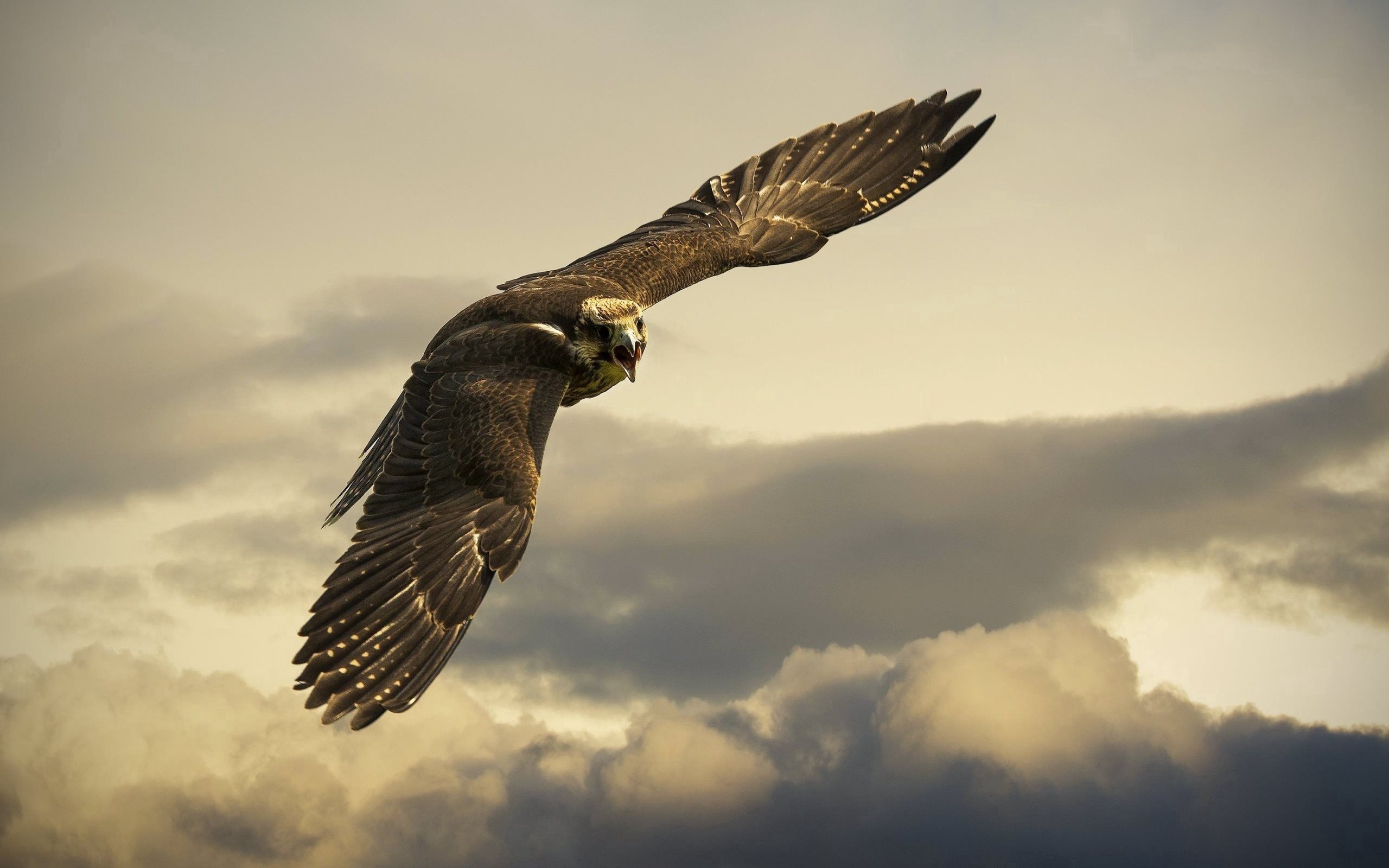 eagle, animals, sky, clouds, flight, wings