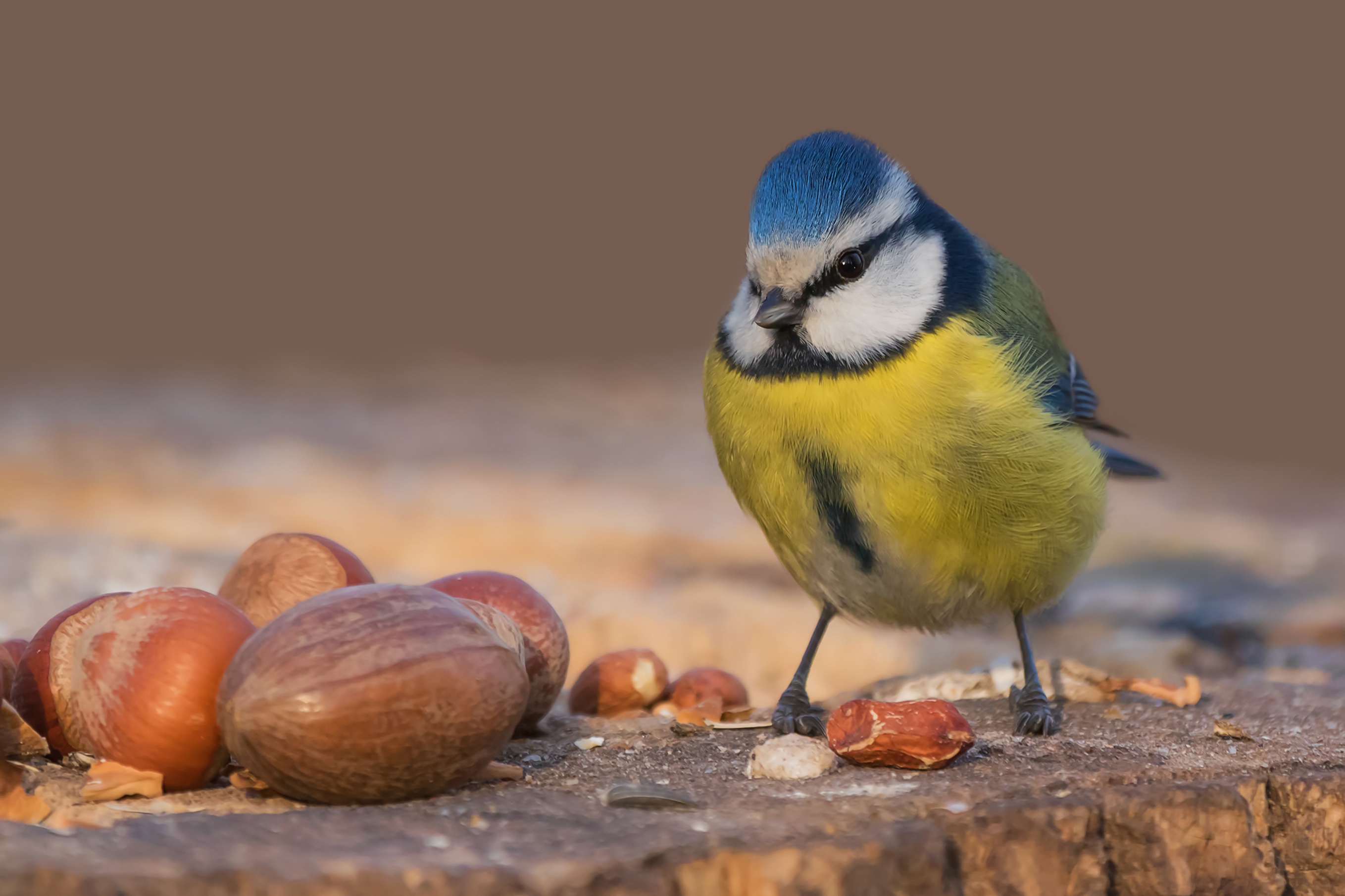 404976 скачать обои грецкий орех, животные, синица, птицы - заставки и картинки бесплатно