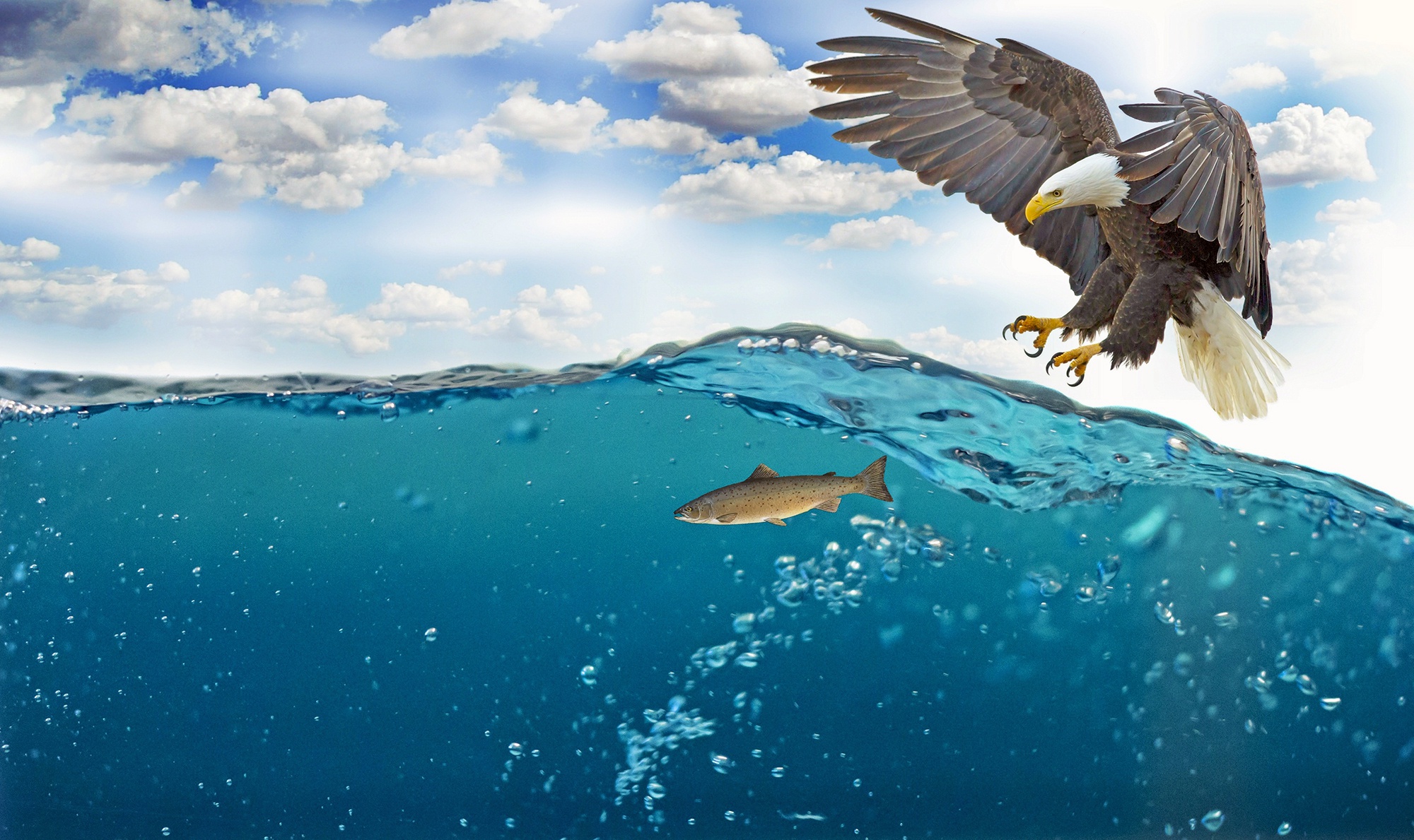 Free download wallpaper Birds, Water, Bird, Animal, Eagle, Fish, Bald Eagle on your PC desktop