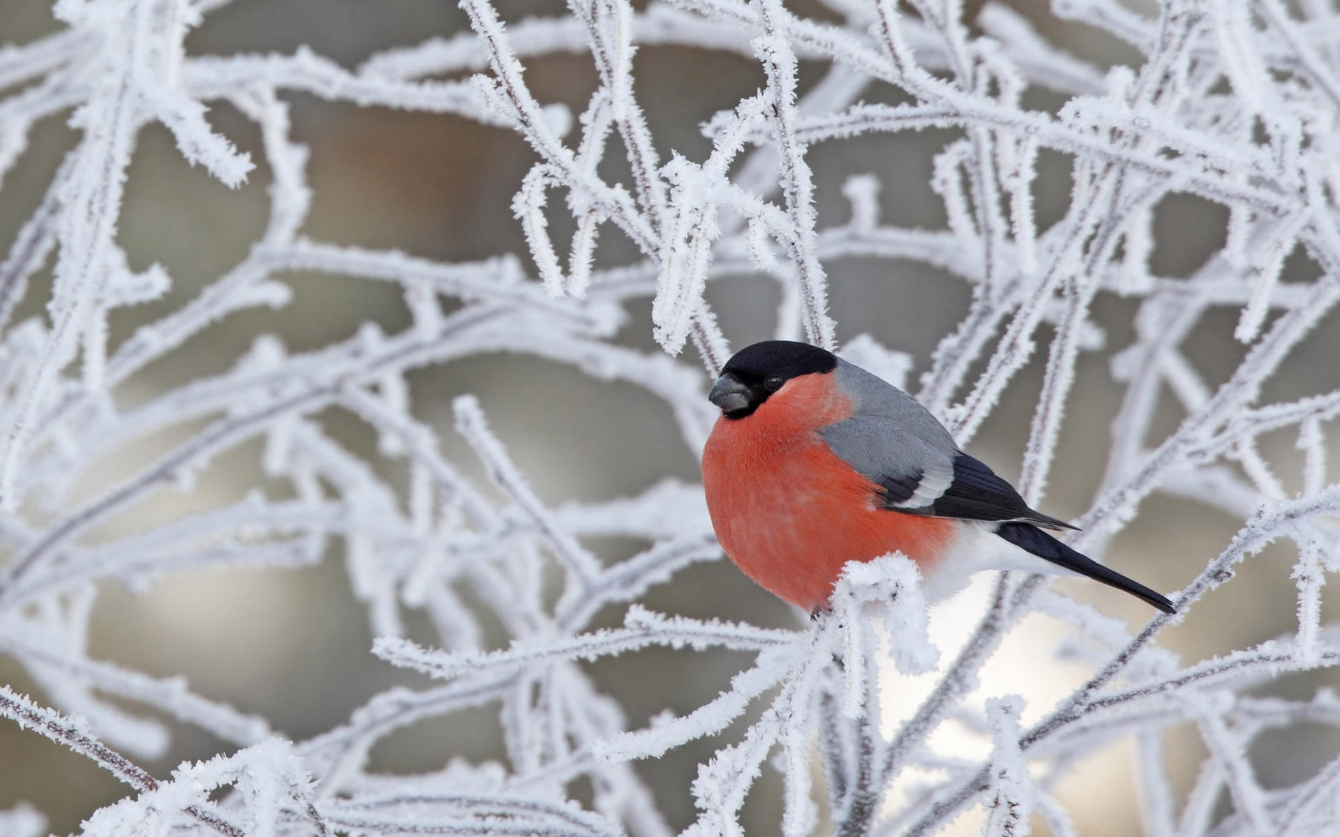 Baixar papel de parede para celular de Neve, Animais, Aves gratuito.