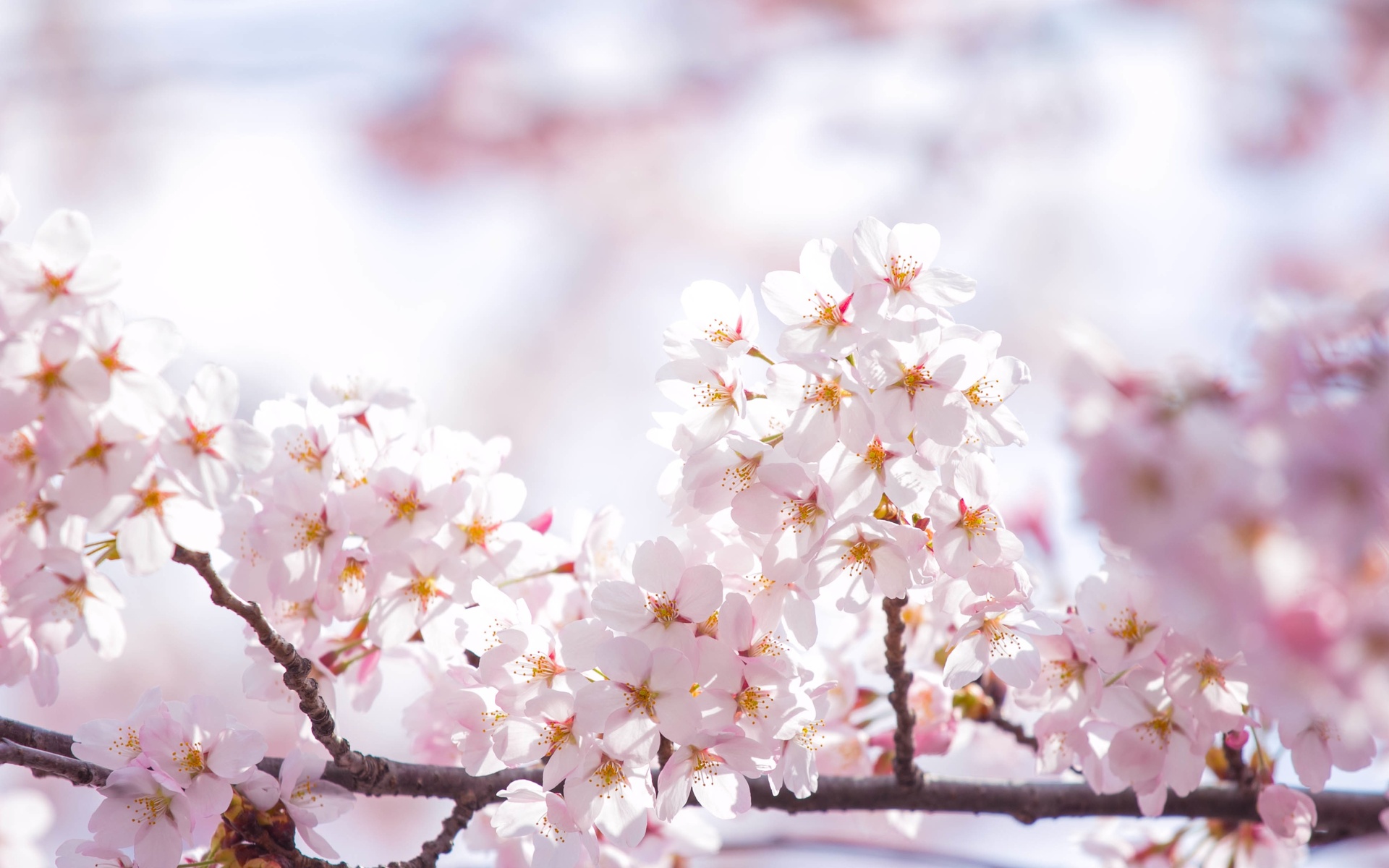Free download wallpaper Nature, Flowers, Flower, Earth, Pastel, Blossom on your PC desktop