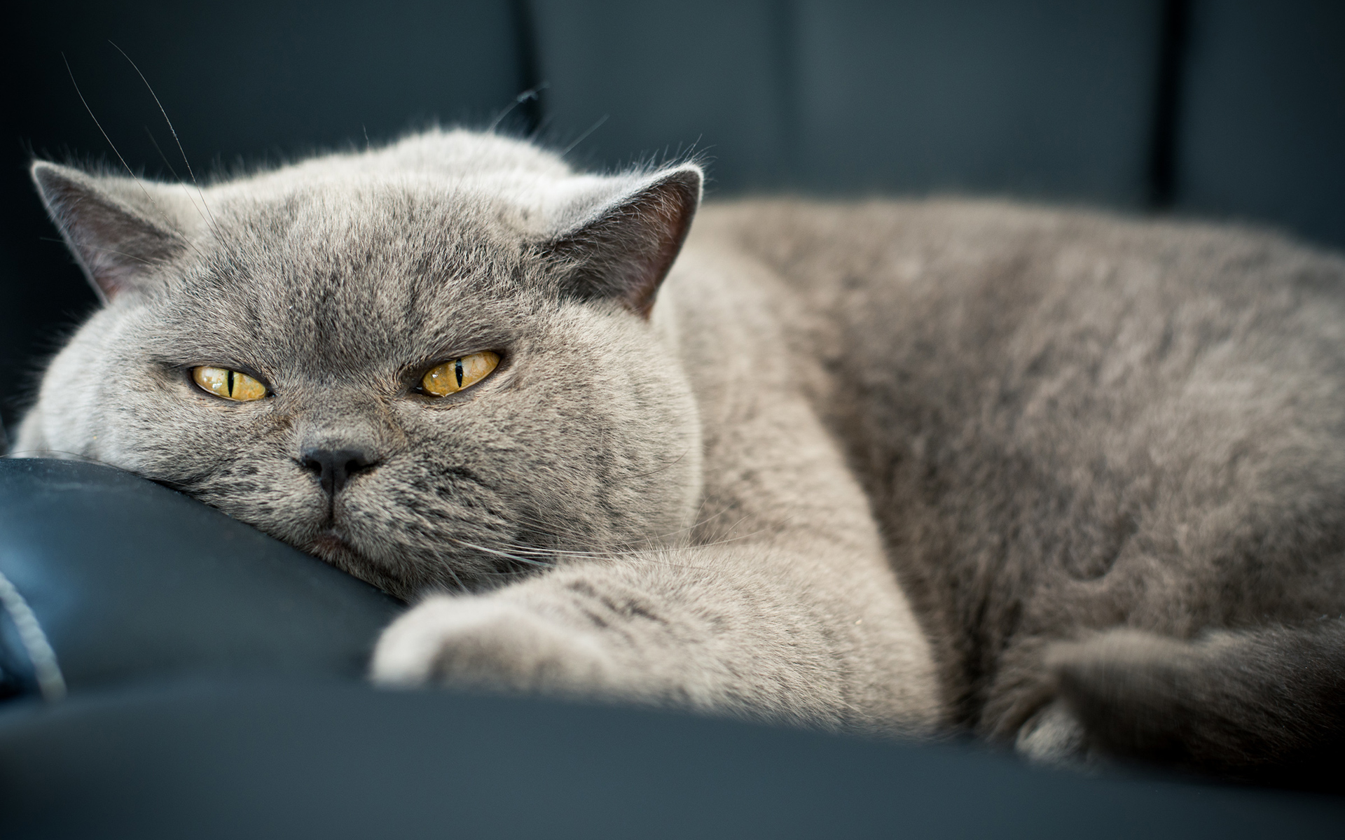 Baixe gratuitamente a imagem Animais, Gatos, Gato na área de trabalho do seu PC