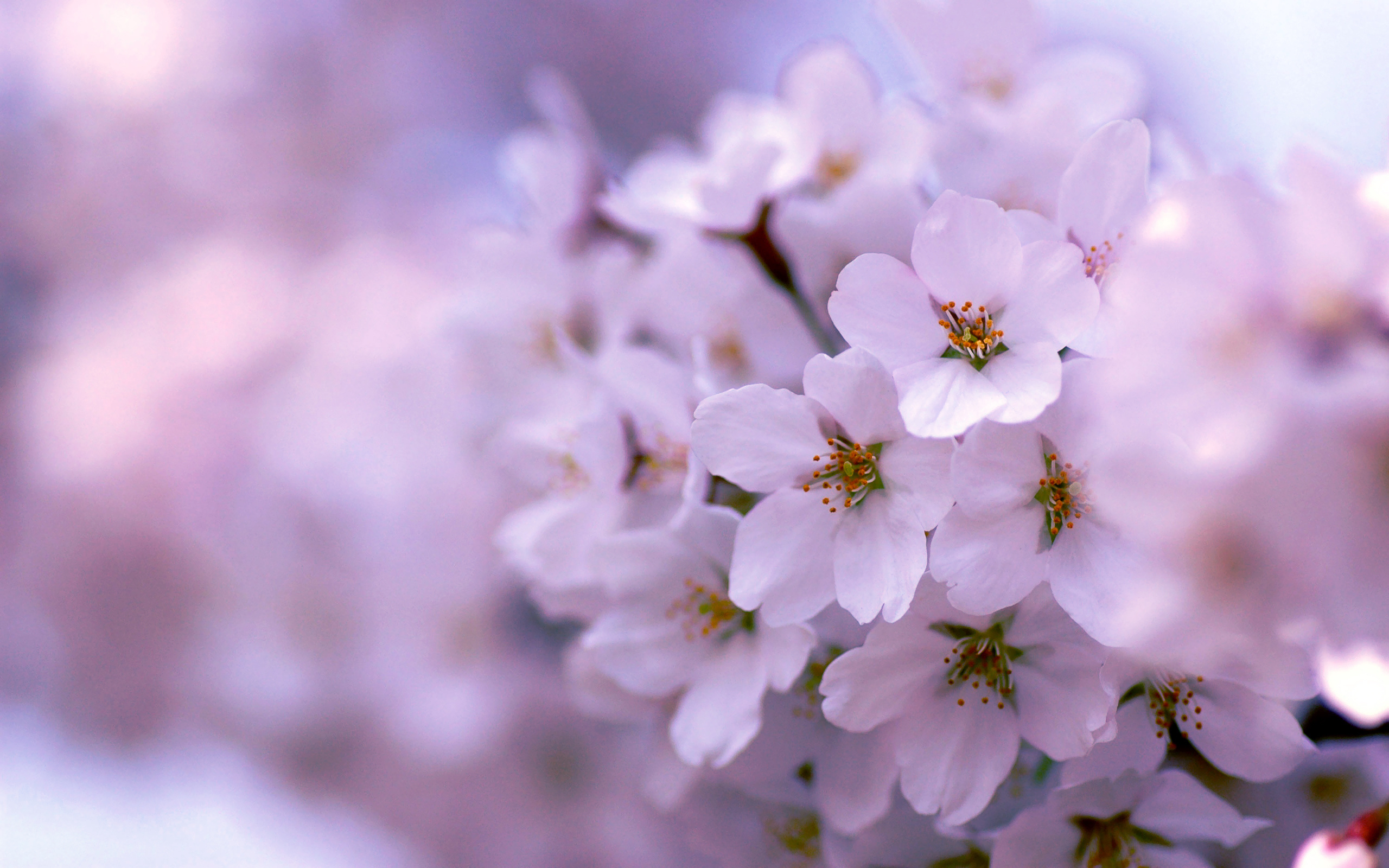 Descarga gratis la imagen Flores, Florecer, Tierra/naturaleza en el escritorio de tu PC