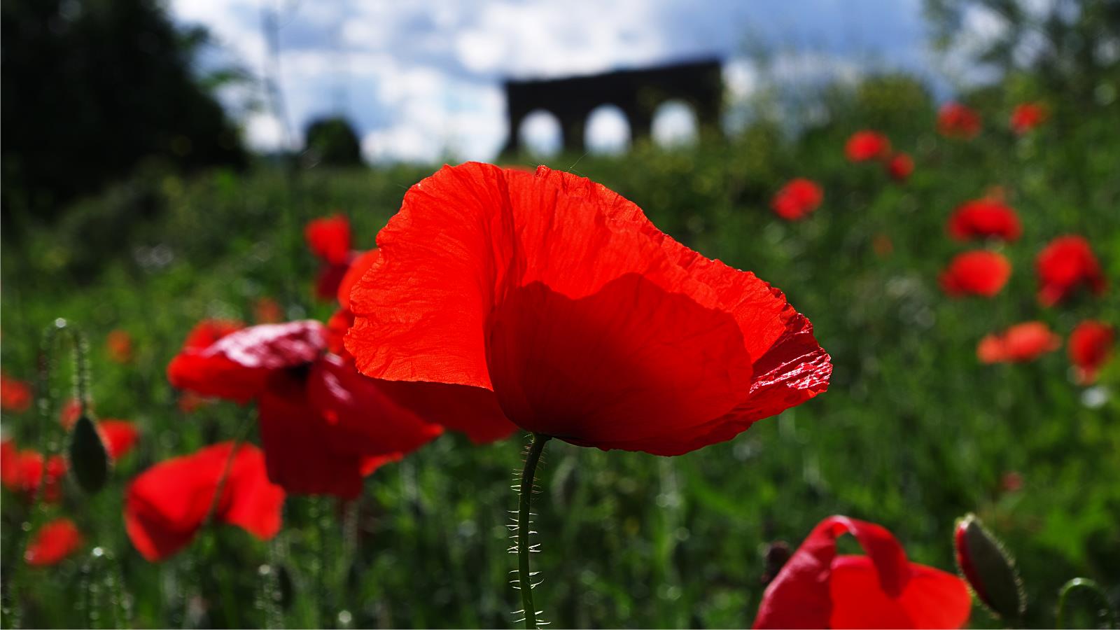 Download mobile wallpaper Poppy, Flowers, Earth for free.