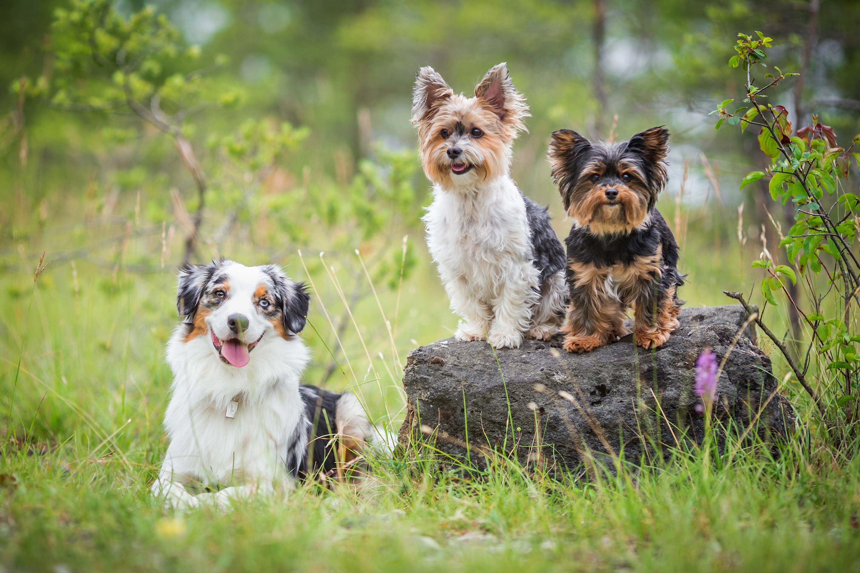 Laden Sie das Tiere, Hunde, Hund, Yorkshire Terrier, Australischer Hirte-Bild kostenlos auf Ihren PC-Desktop herunter